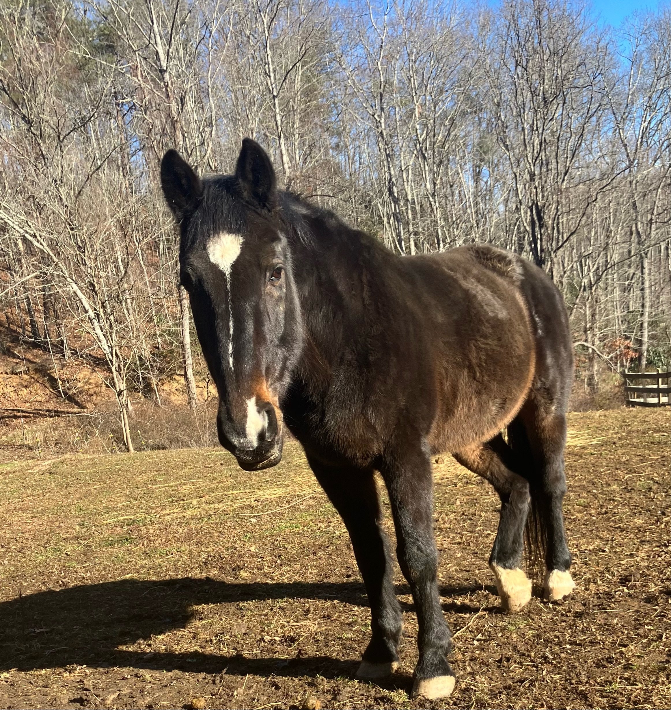 A black and white horse standing outdoors in a rural area with bare trees and a blue sky in the background.