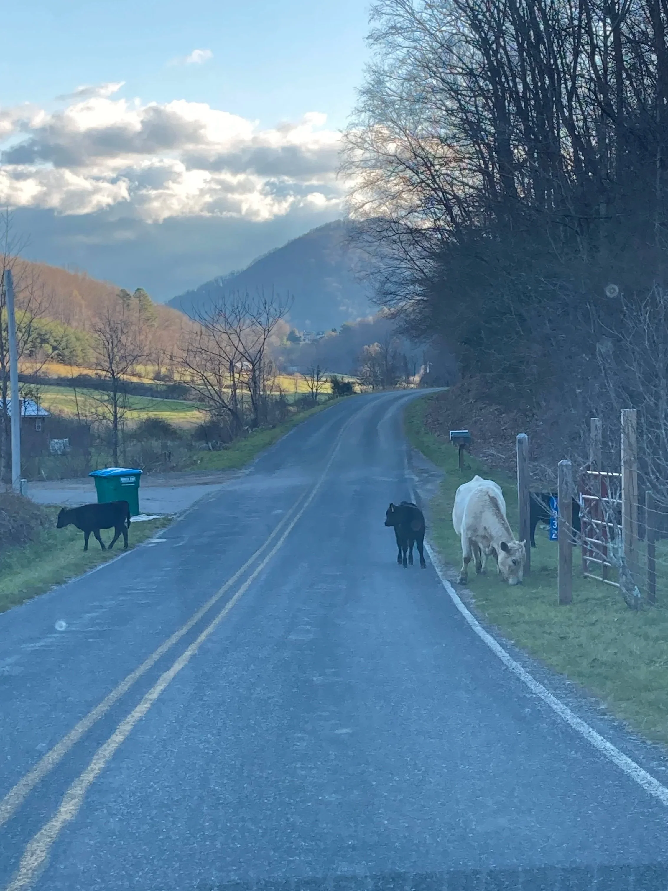 Cows in Road