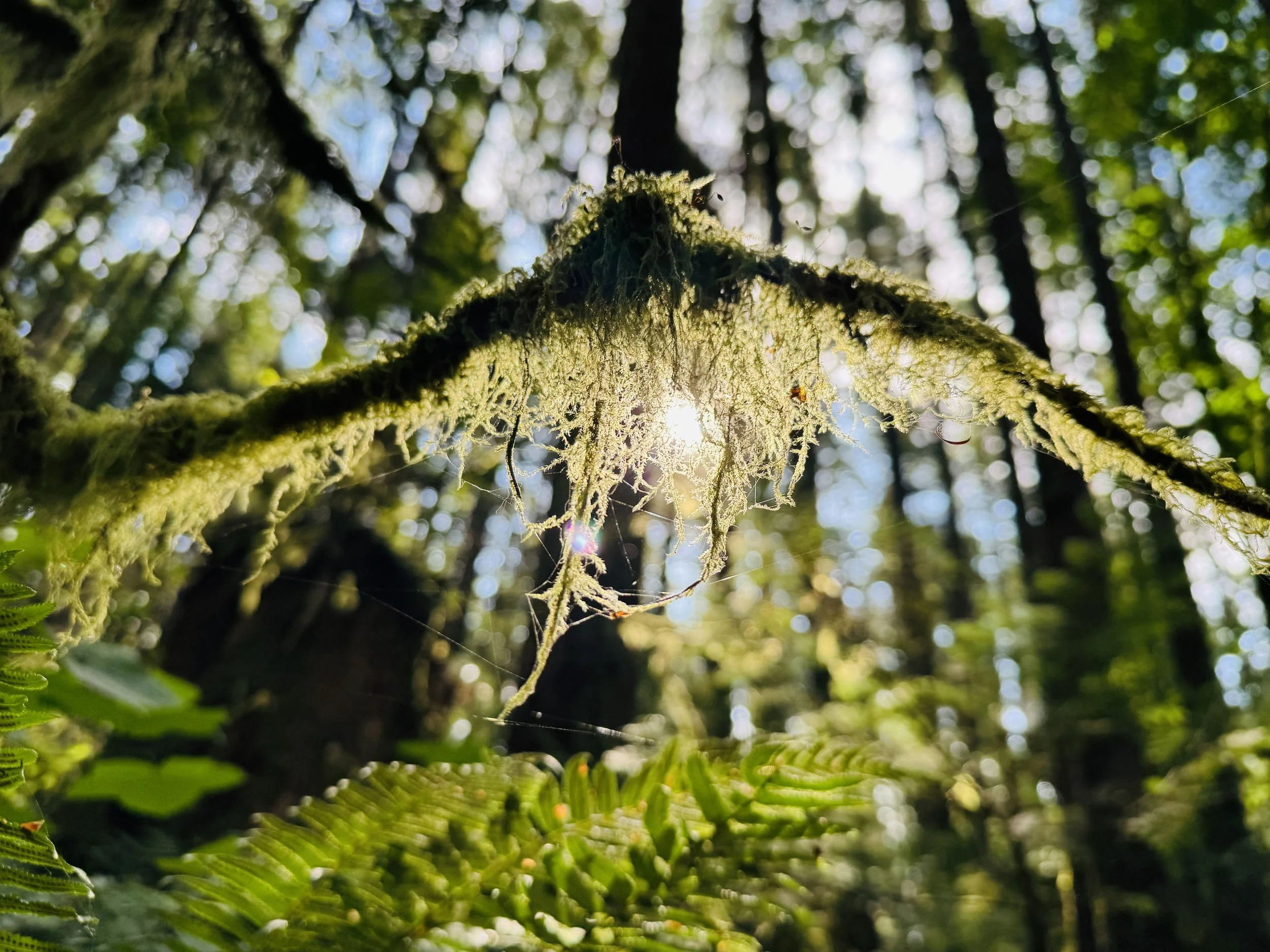 The Forest Was There All Along