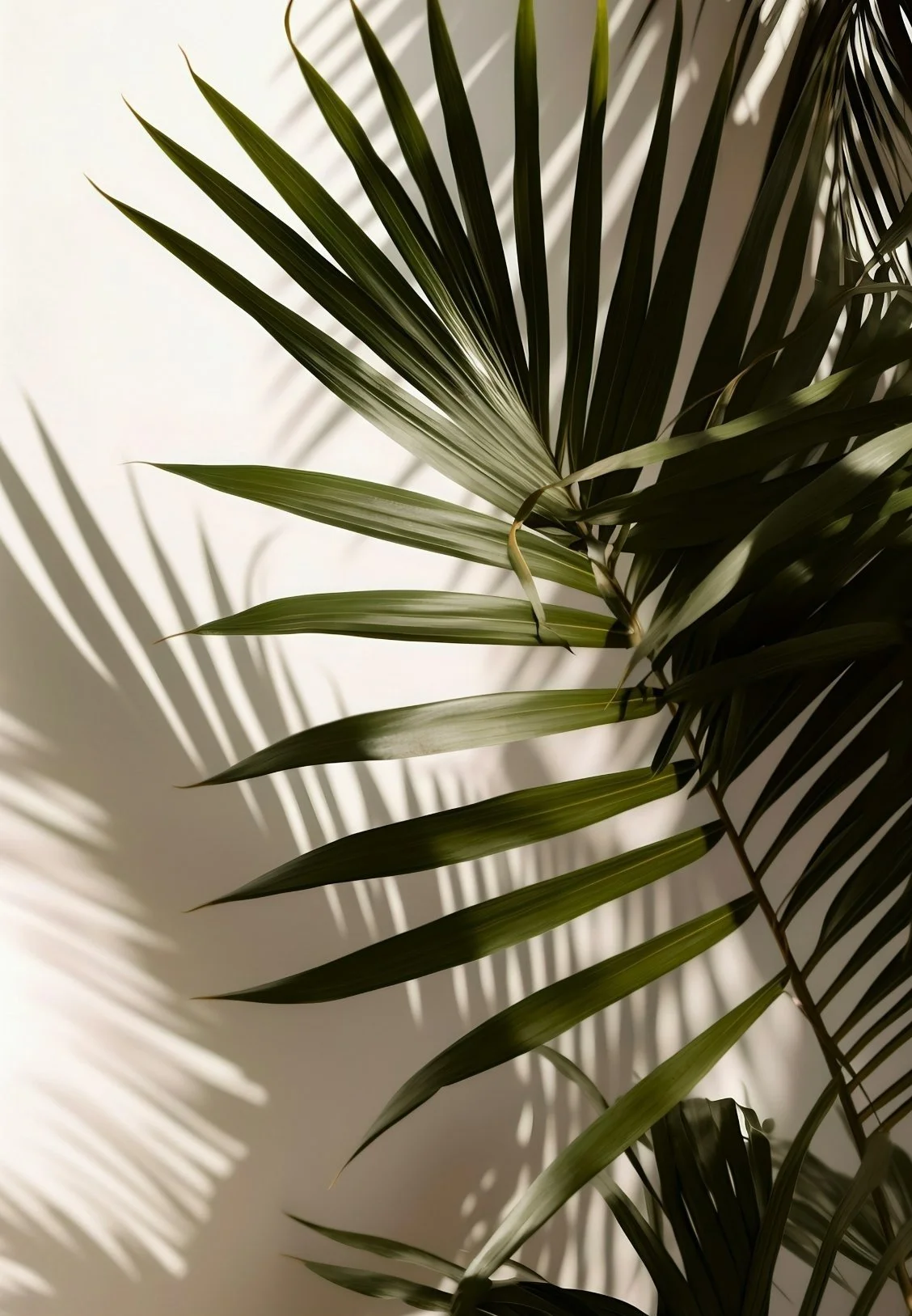 Shadow of palm leaves on a white wall