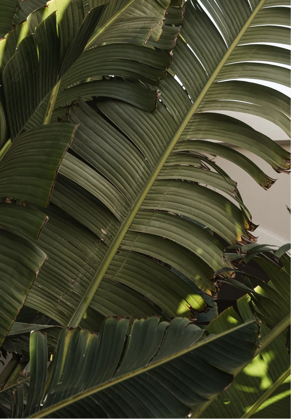 Close-up of overlapping large green tropical palm leaves with a central stalk.