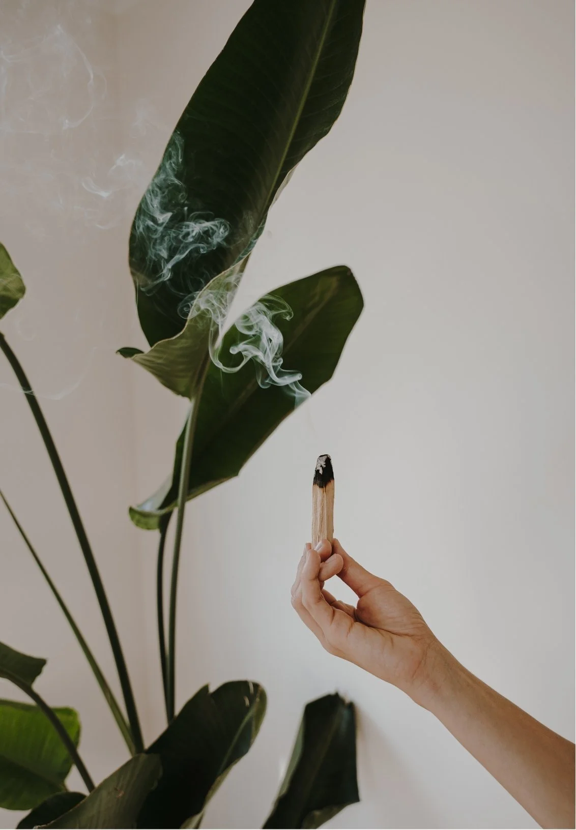 A person holding a burnt matchstick near green tropical leaves with smoking tips, against a plain light background.