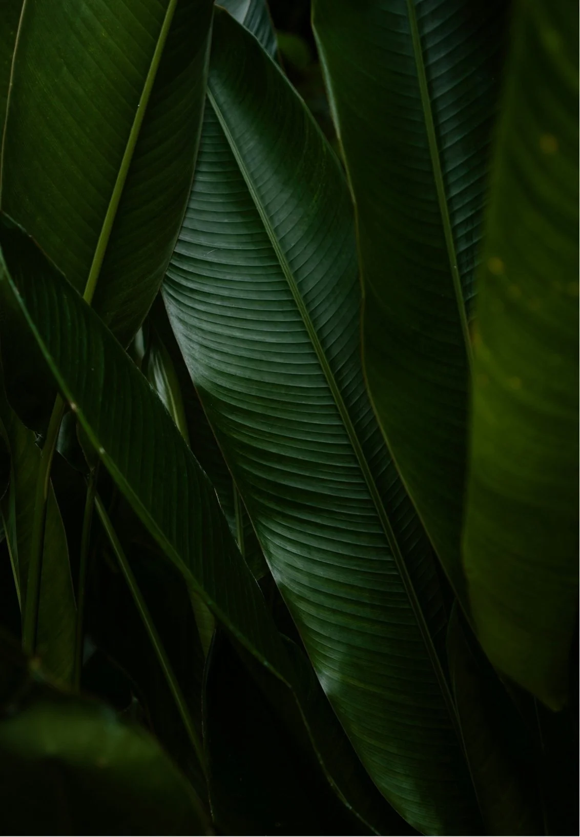 Close-up of large, dark green tropical leaves with prominent veins.