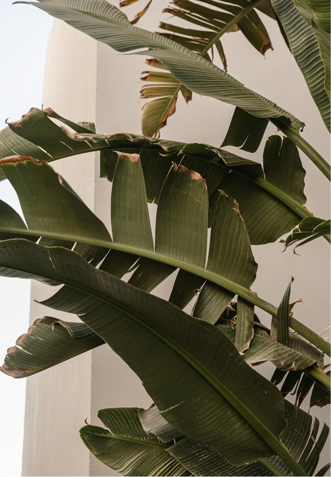 Close-up of large green tropical plant leaves with some brown edges, against a plain light background.