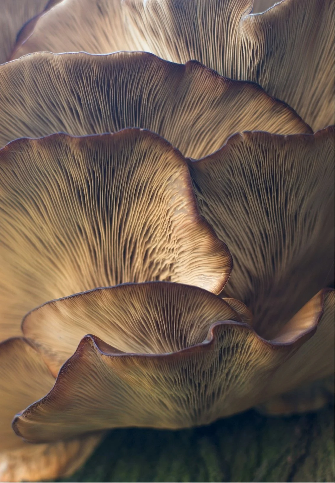Close-up of overlapping oyster mushrooms with detailed gills and brownish caps.