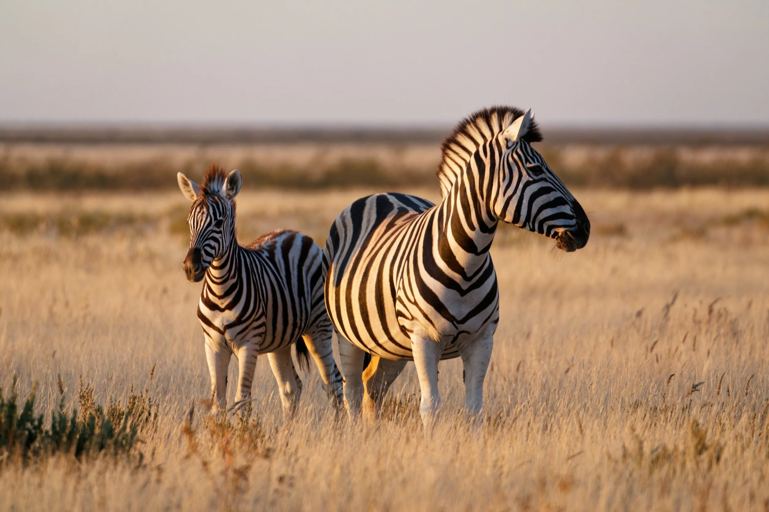 What 3 zebras taught me
