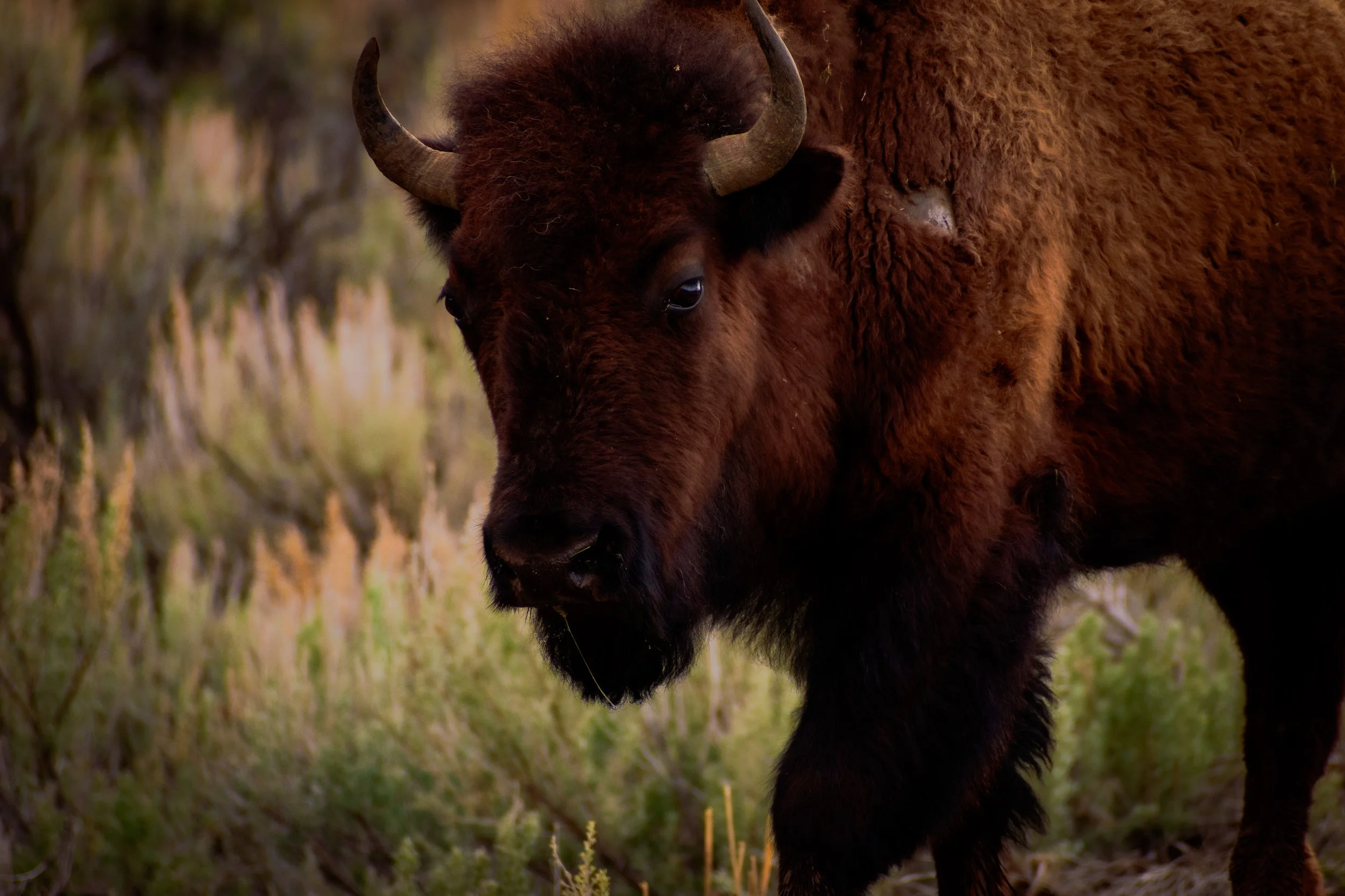 A velvety coat on this young bull bison in Yellowstone national park