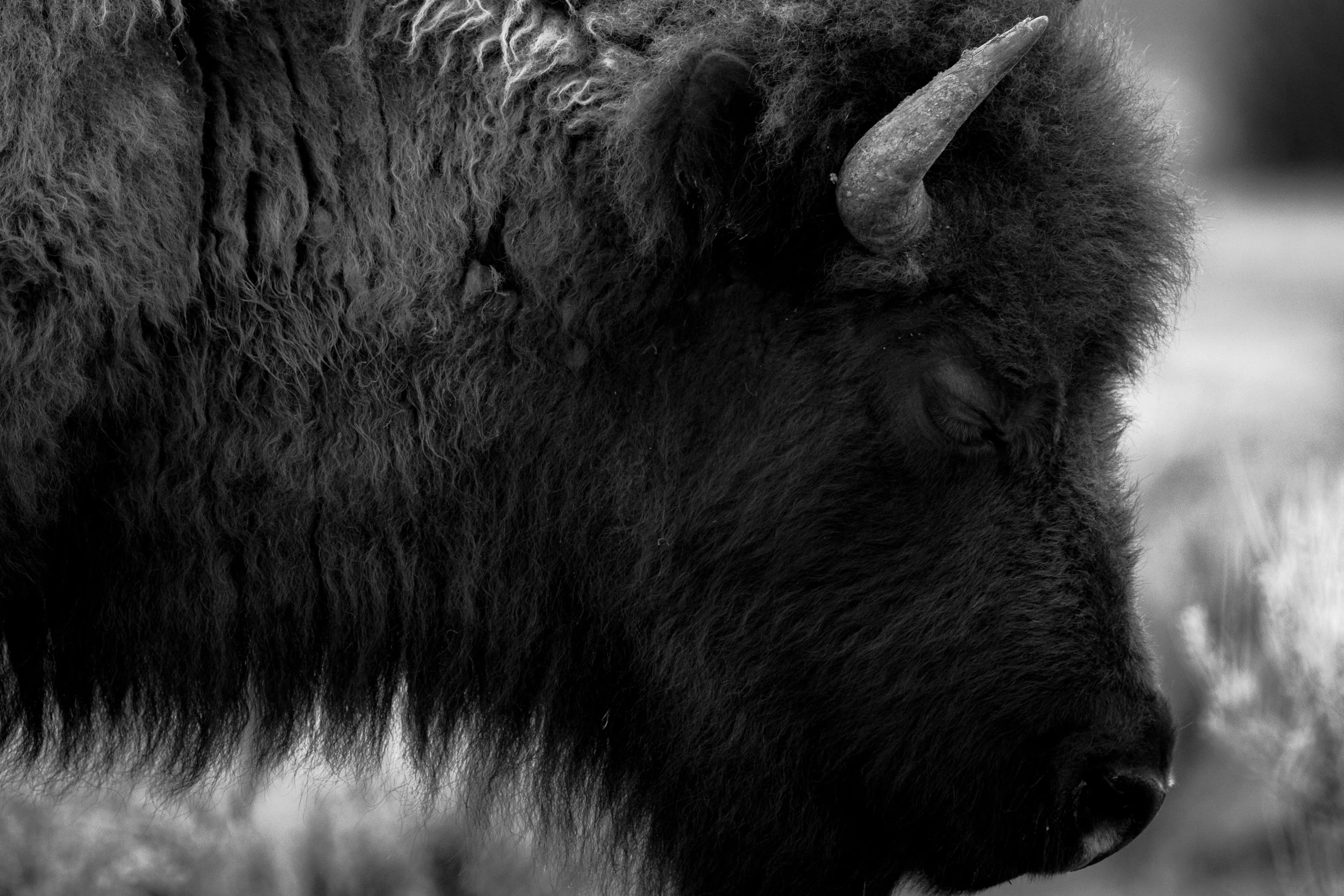Black and White, a sleepy bull bison basking in the warm Spring sun in Yellowstone, a safe haven for these beautiful animals. 