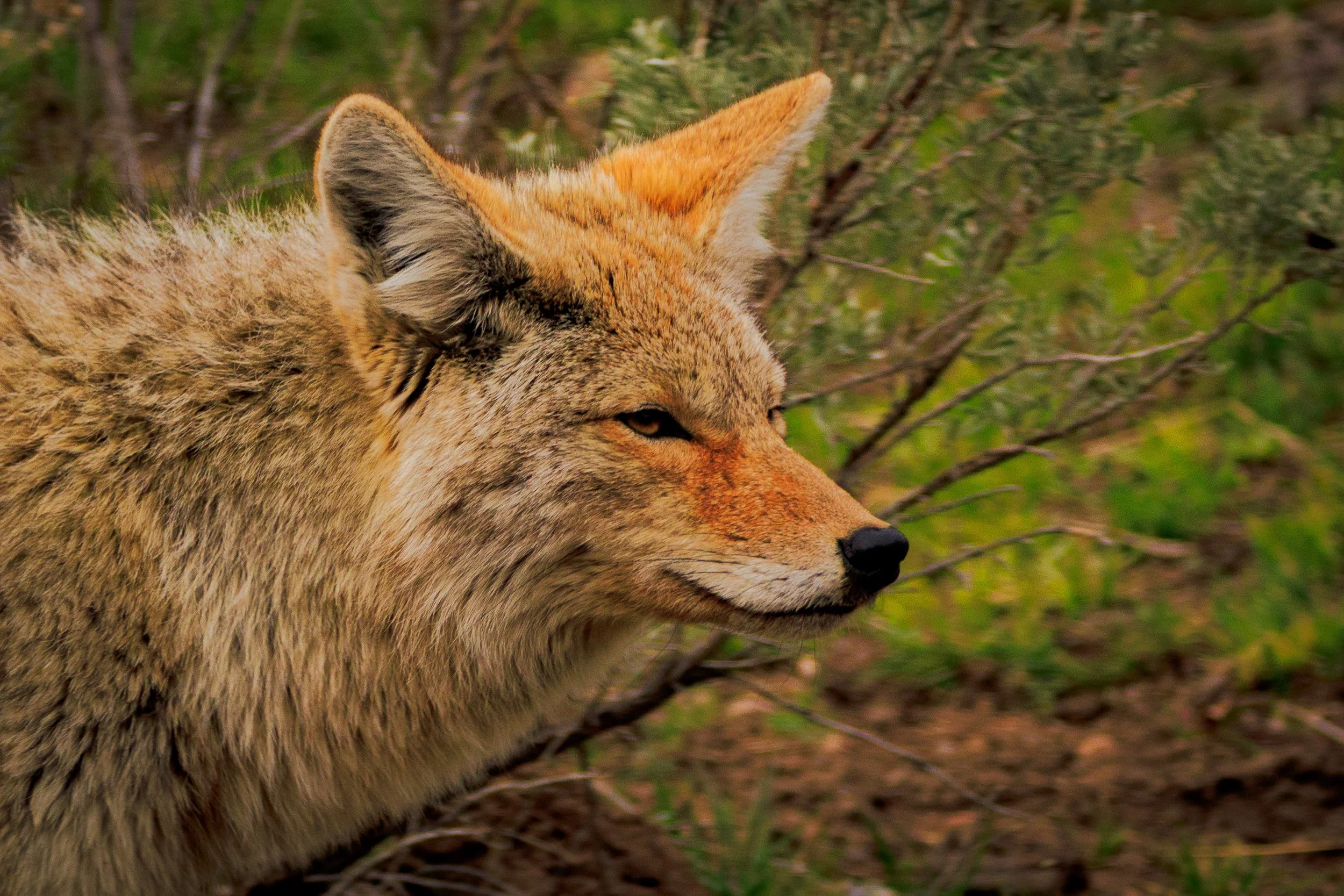A determined Coyote strolling through mere yards away from me while I was observing and photographing a black bear not too far away in Yellowstone National Park