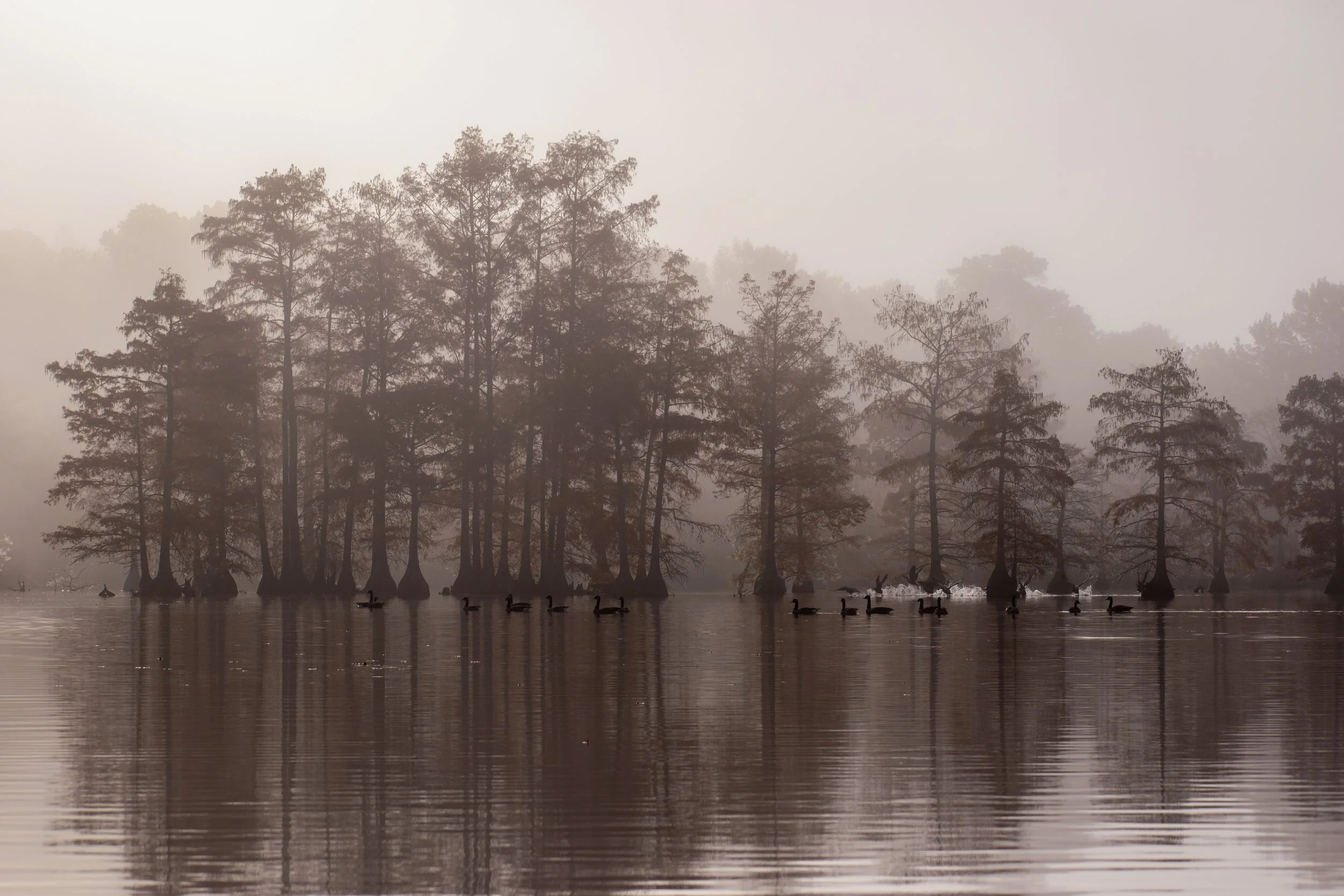 An autumn fogrise morning silhouetting geese taking off with a beautiful Cypress swamp backdrop. Delaware’s finest landscape!