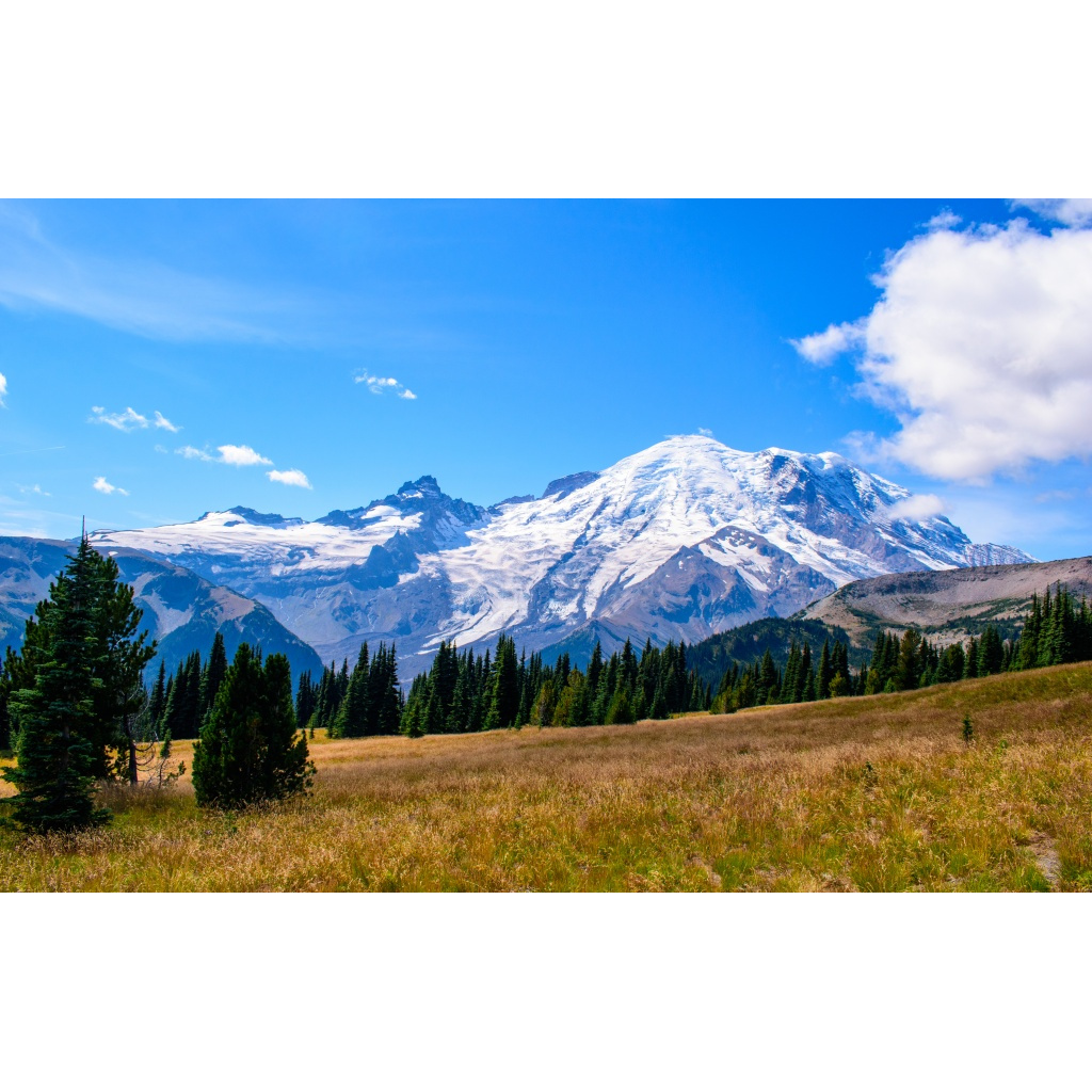 The Rainer