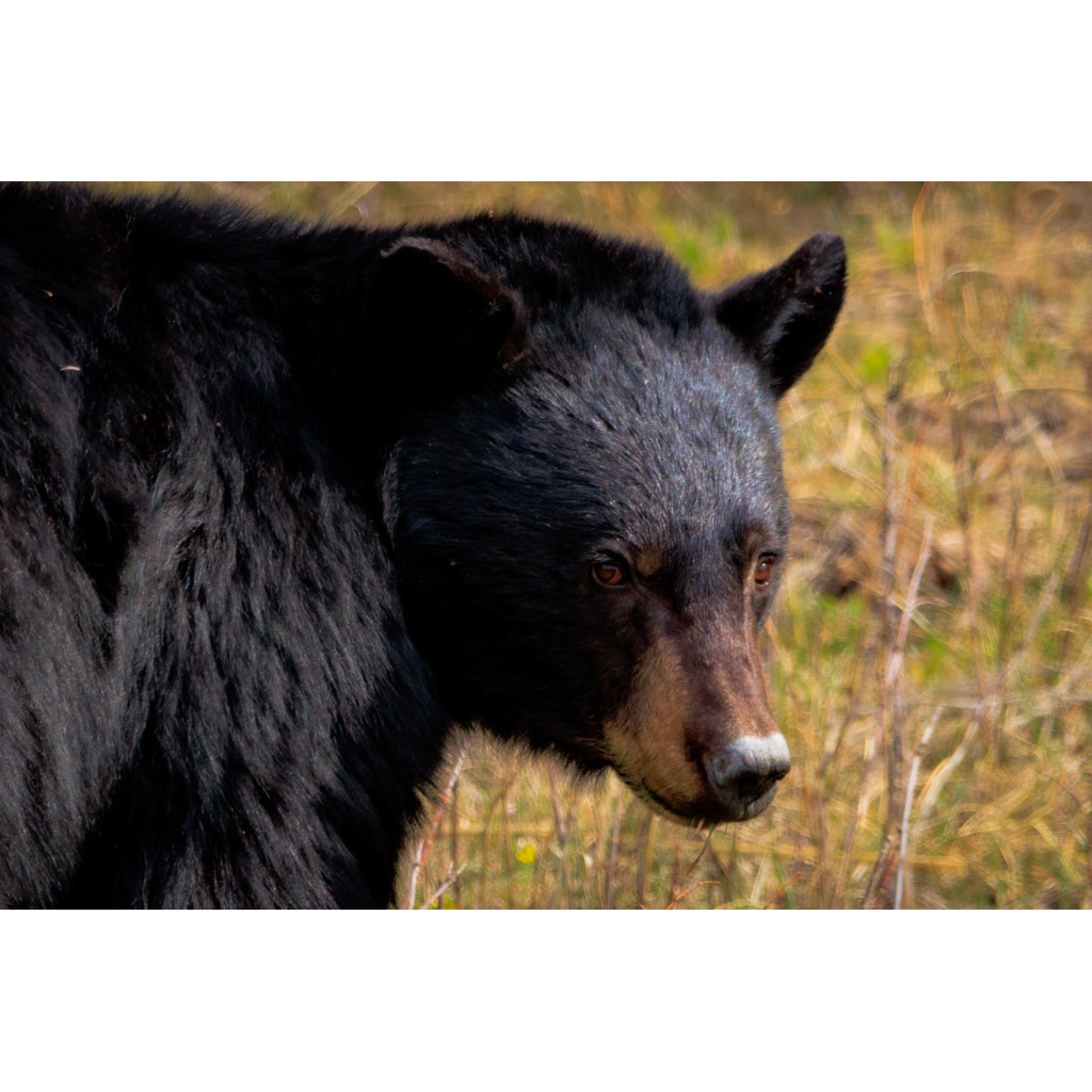Cuddle Bear