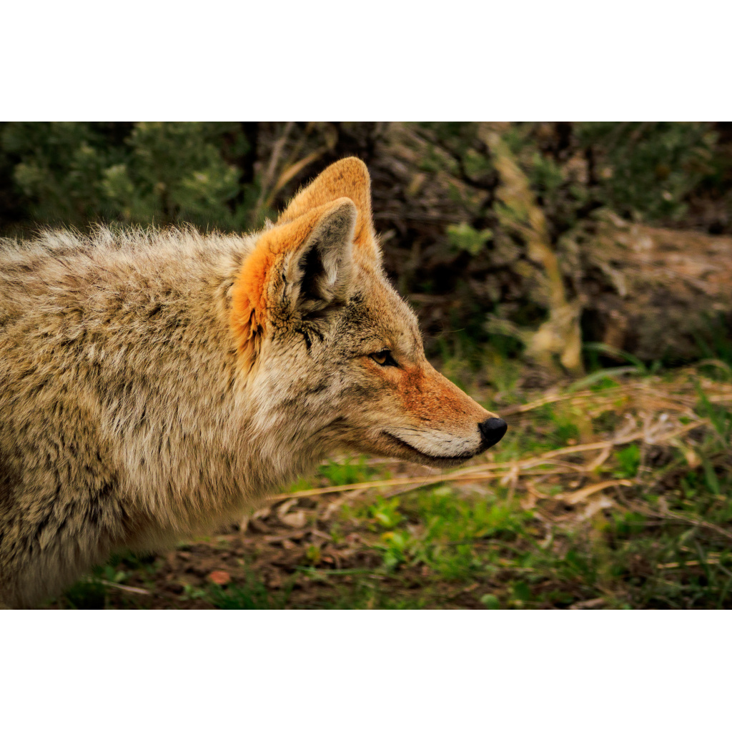 Hunt.