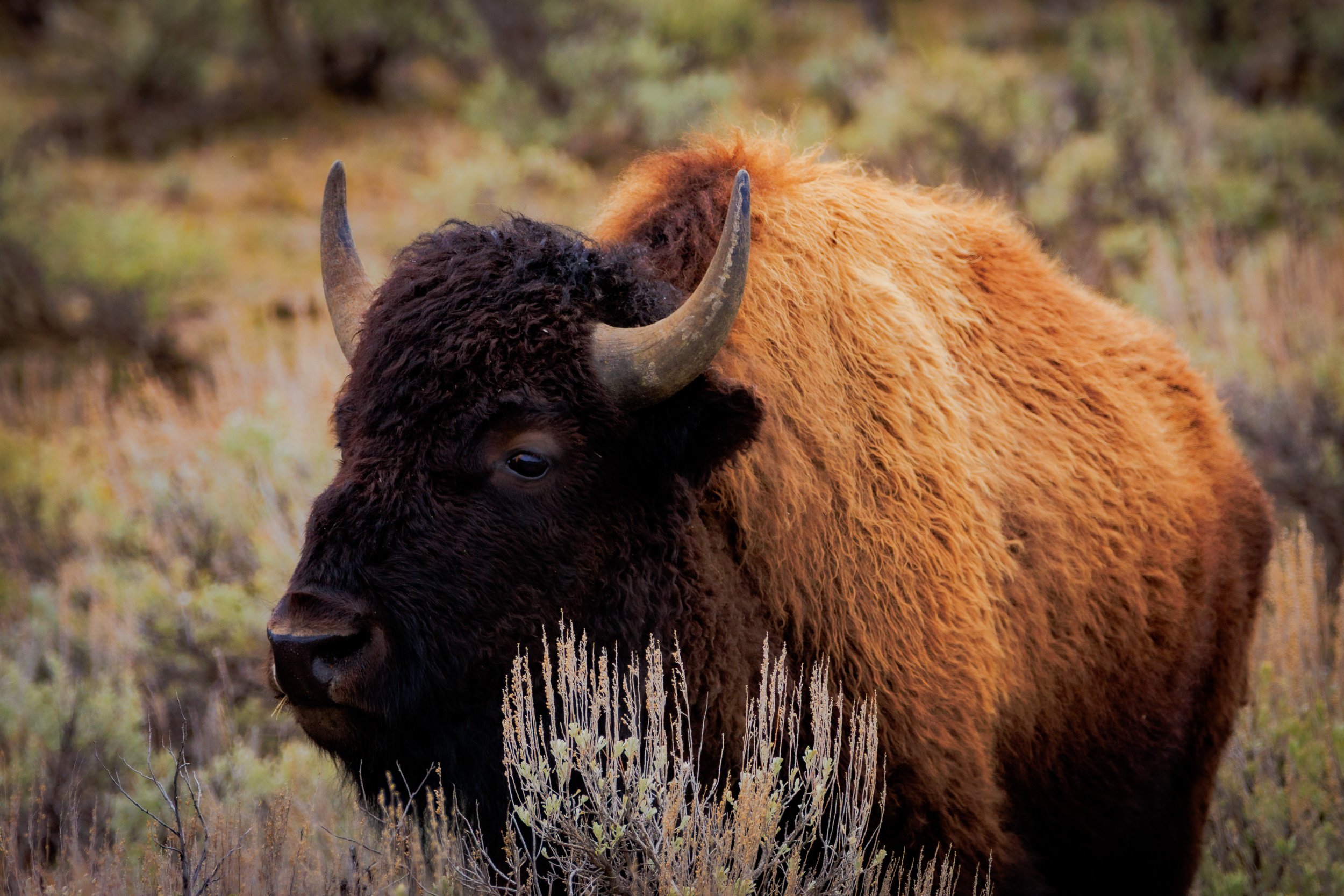 Bison in the sage brush of Yellowstone National Park, Wyoming. A true dream to see these beautiful animals in early spring.