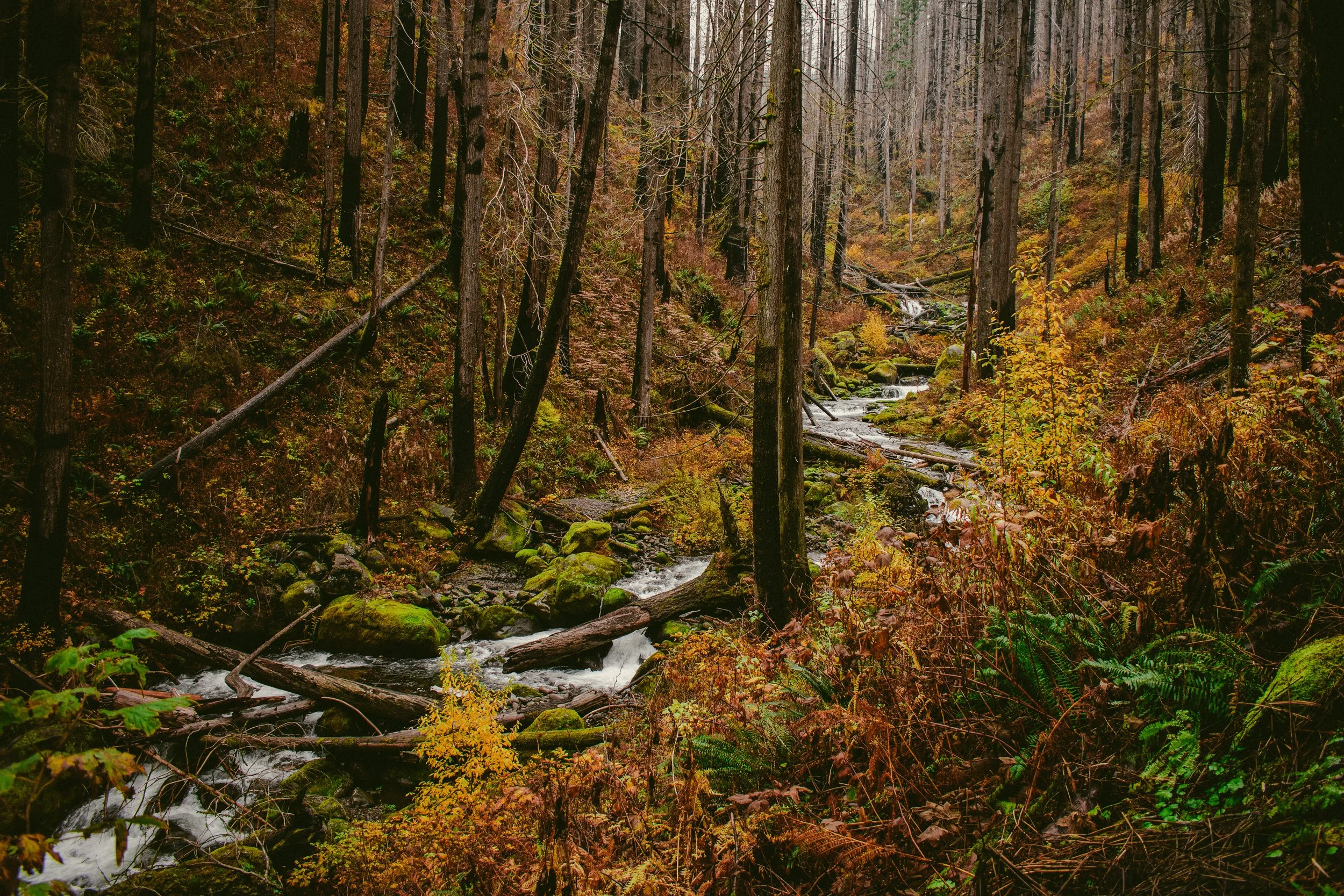 Remnants of a wildfire riddled forest with fall colors taking over a stream’s surroundings. The Columbia River gorge in Oregon has unreal opportunities to explore!