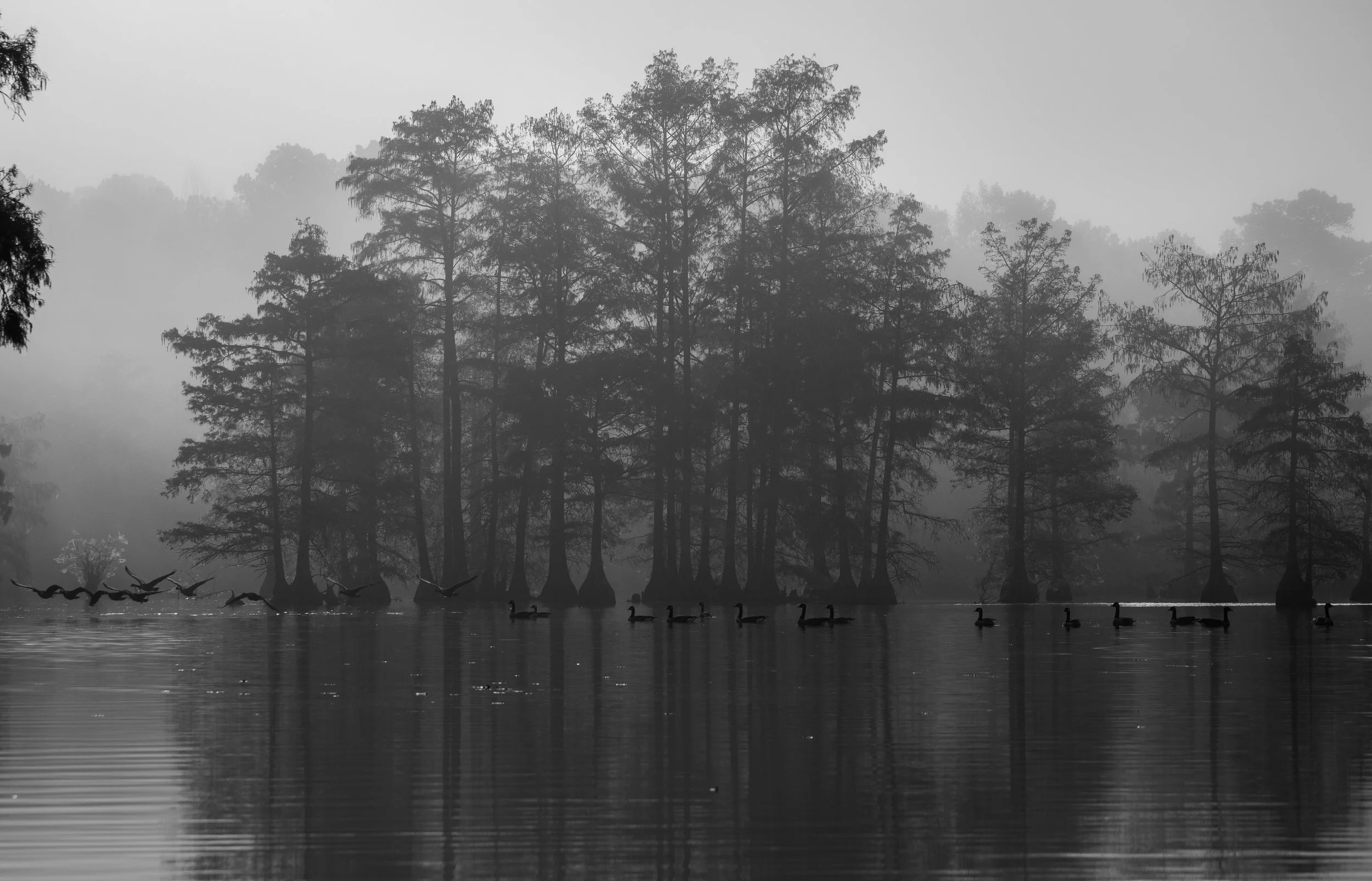 Geese taking off in a retro black and white take in the Delaware backwaters. A true eye catcher!