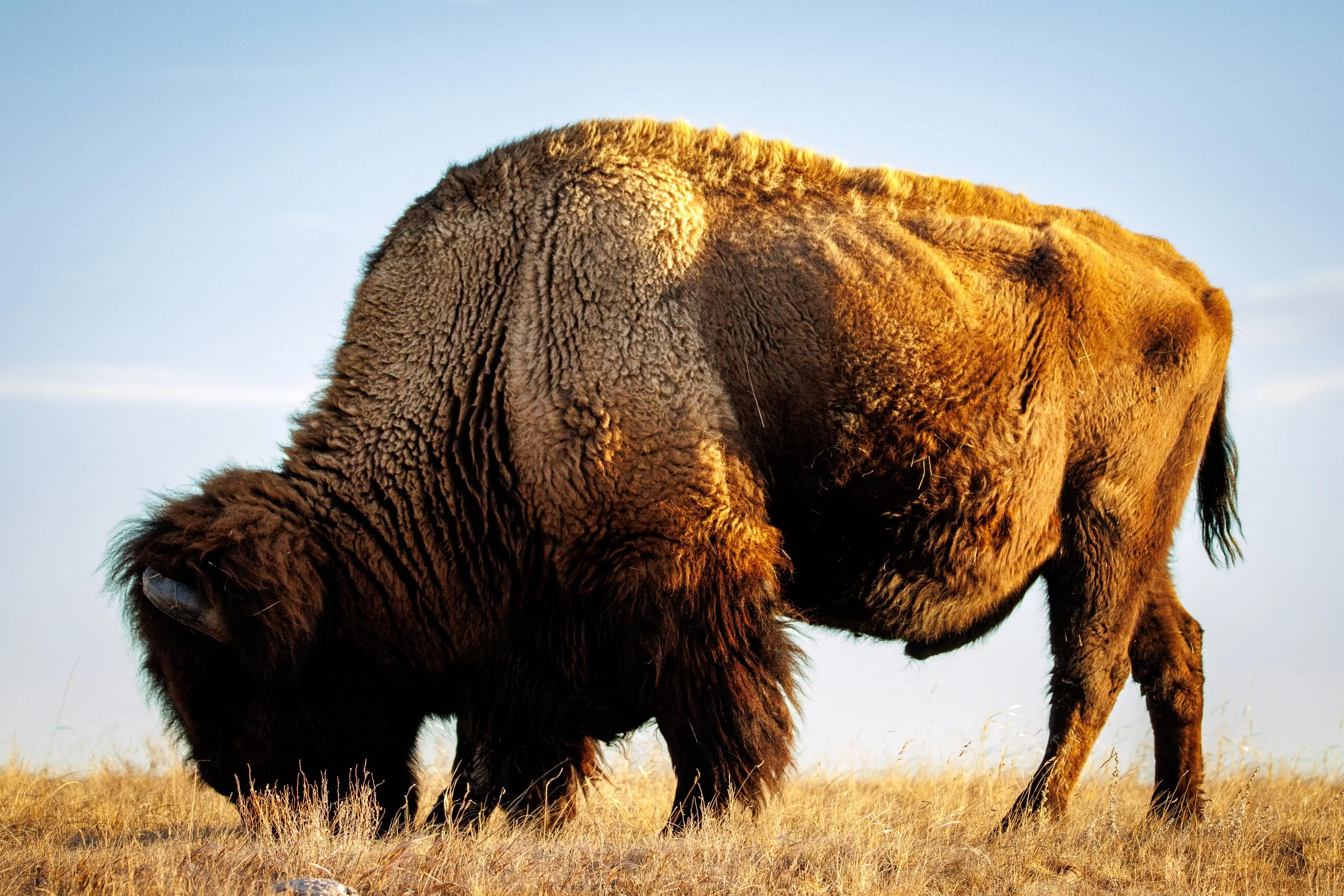 This shot was taken in Badlands National Park, SD as bison start to shed their winter coats, they get a little… Disproportionate..