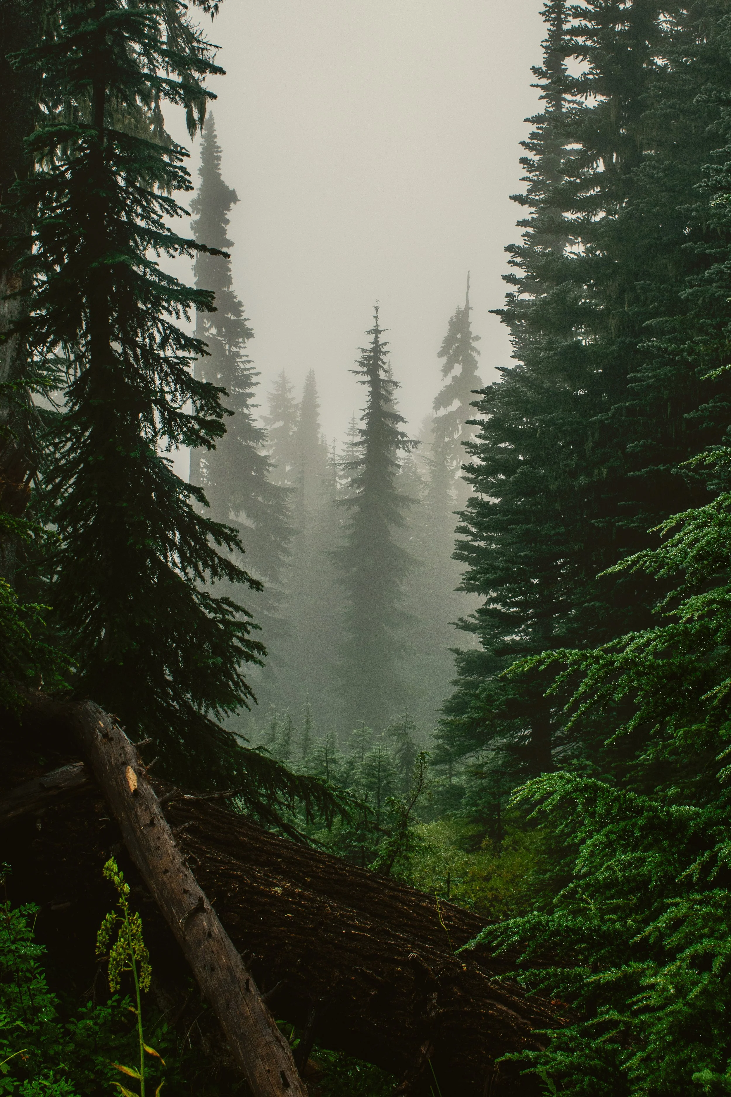 Moody pine forests bring a sense of calm and deafen the outside world with the silence of the fog.