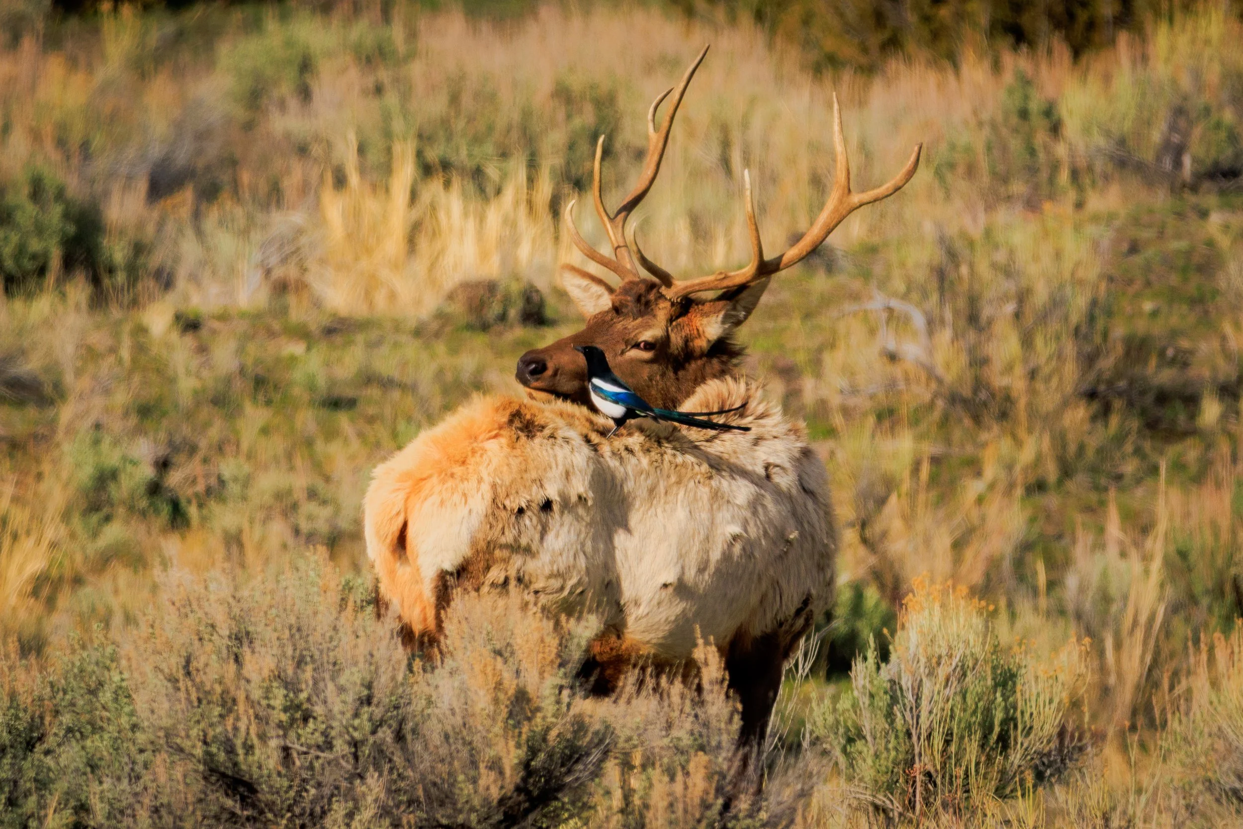 An unbelievable moment between a bull Elk and Magpie. Riding the back of a grazing bull, this magpie had his colors on full display in Yellowstone National Park.