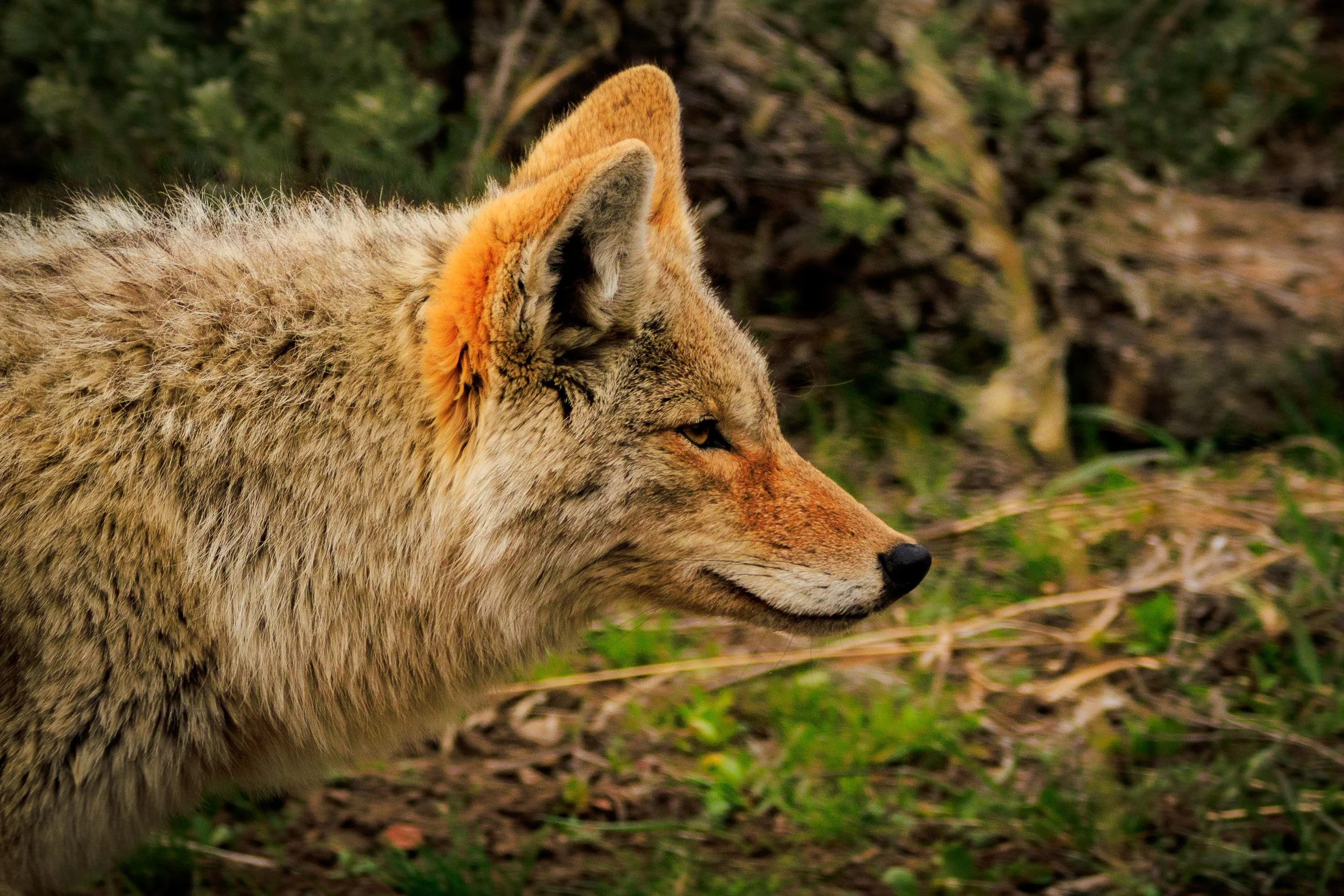 This coyote was on the hunt, not distracted by his surroundings as he stalked nearby prey.