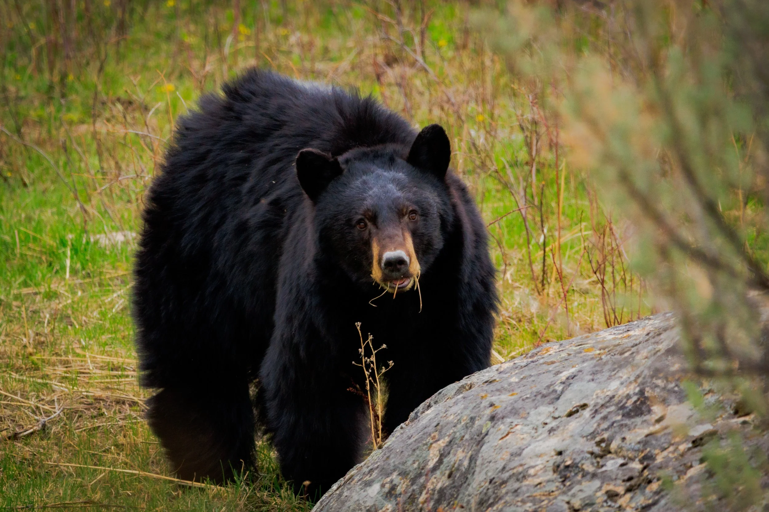 Just a mouthful of greens, carefully minding his surroundings, this black bear was having a field day after awaking from hibernation.
