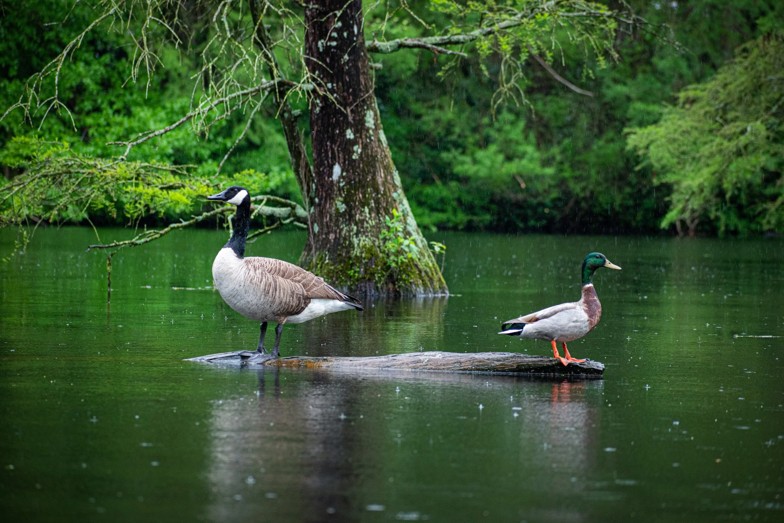 Poised on the same stump in a spring rain shower, this goose and mallard pair set the scene on a Delaware kayak fishing trip. One of my personal favorites!
