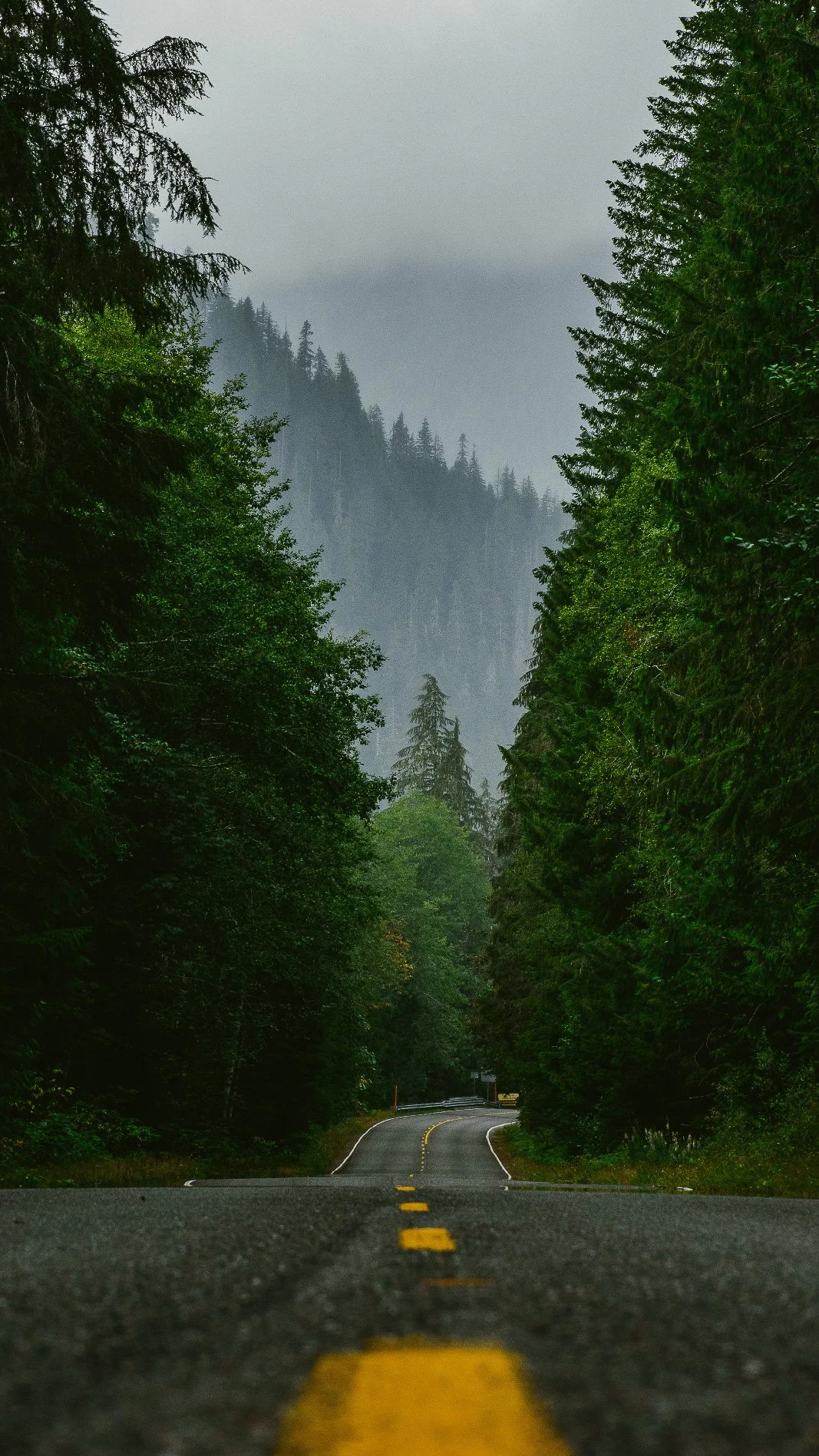 Forest roads, the pacific northwest vibe is completely unmatched. Moody mornings, aimless drives, immerse in the peace.