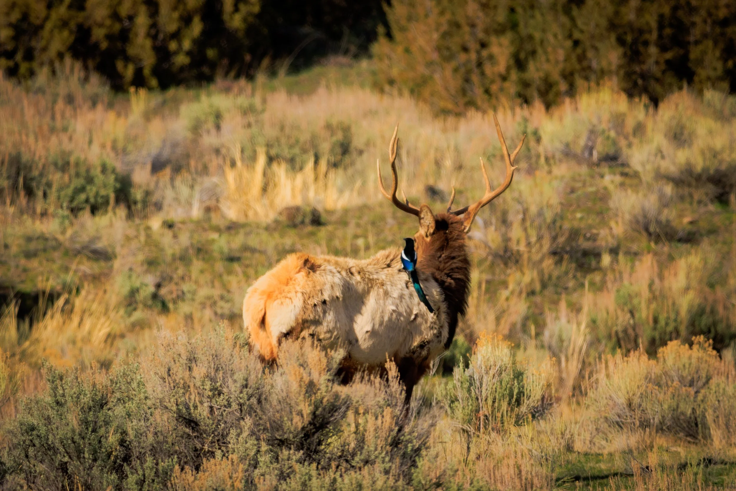 A blast of color from a Magpie’s blue gradient tail wonderfully contrasted amongst the elk’s fleeting winter coat.