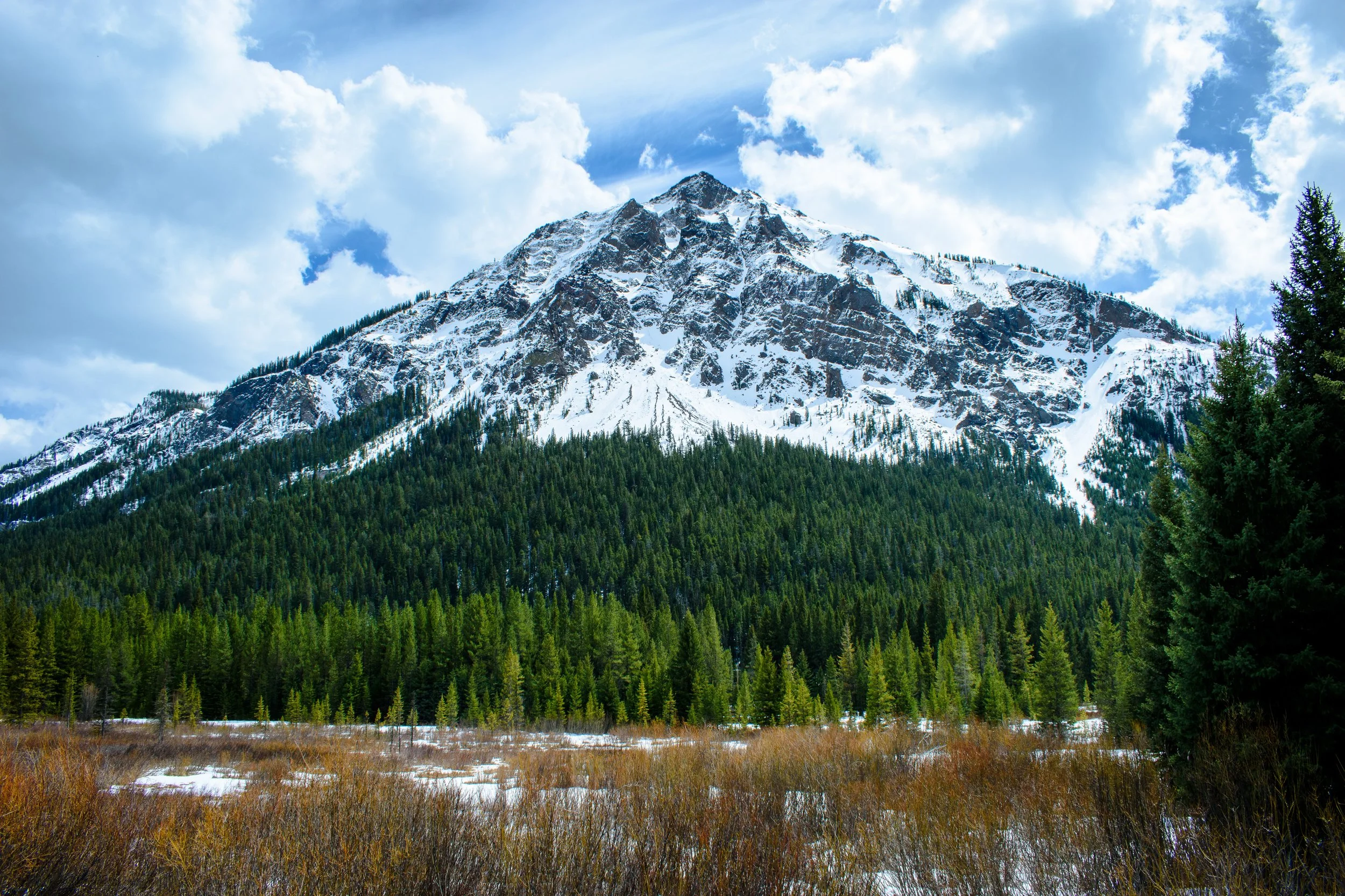 Cross the field to get to your dreams. A fierce mountain top with a gentle gradient in color from the pines down to the bare field beneath.