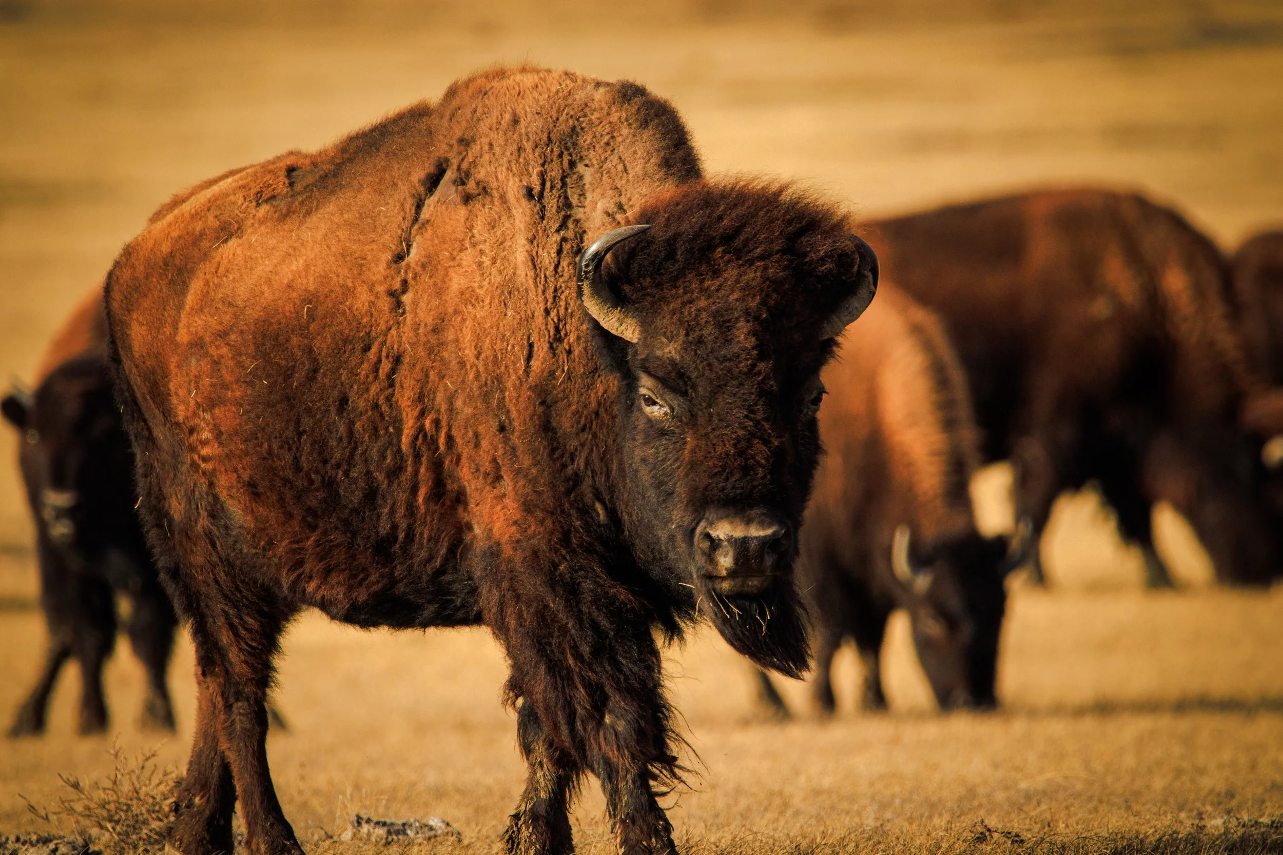 Bull bison, head of the herd in Badlands National Park, South Dakota.