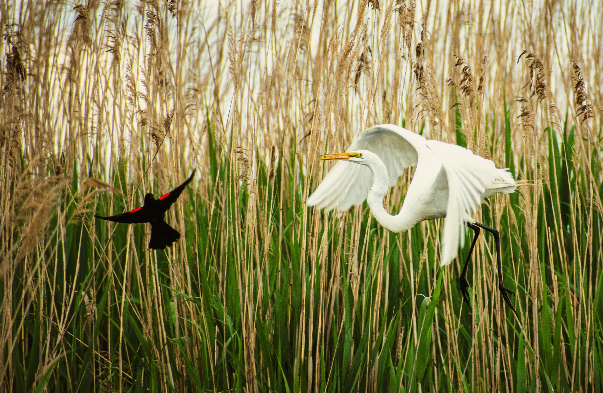 A turf war for nesting locations between a Red-winged blackbird and an Egret in the marshes of Delaware.
