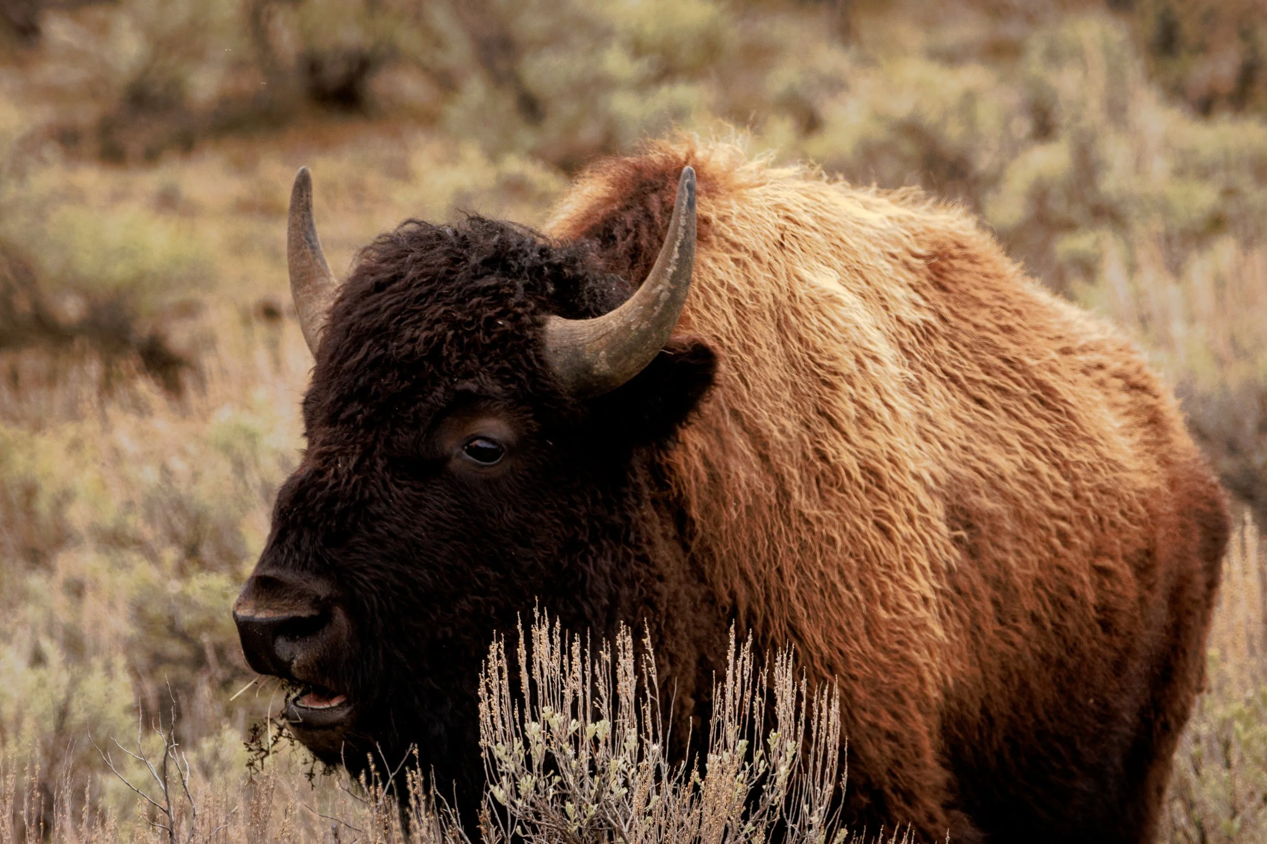 Calm and majestic, this bison cruising through the sage brush makes for an iconic scene in Yellowstone National Park, Wyoming.