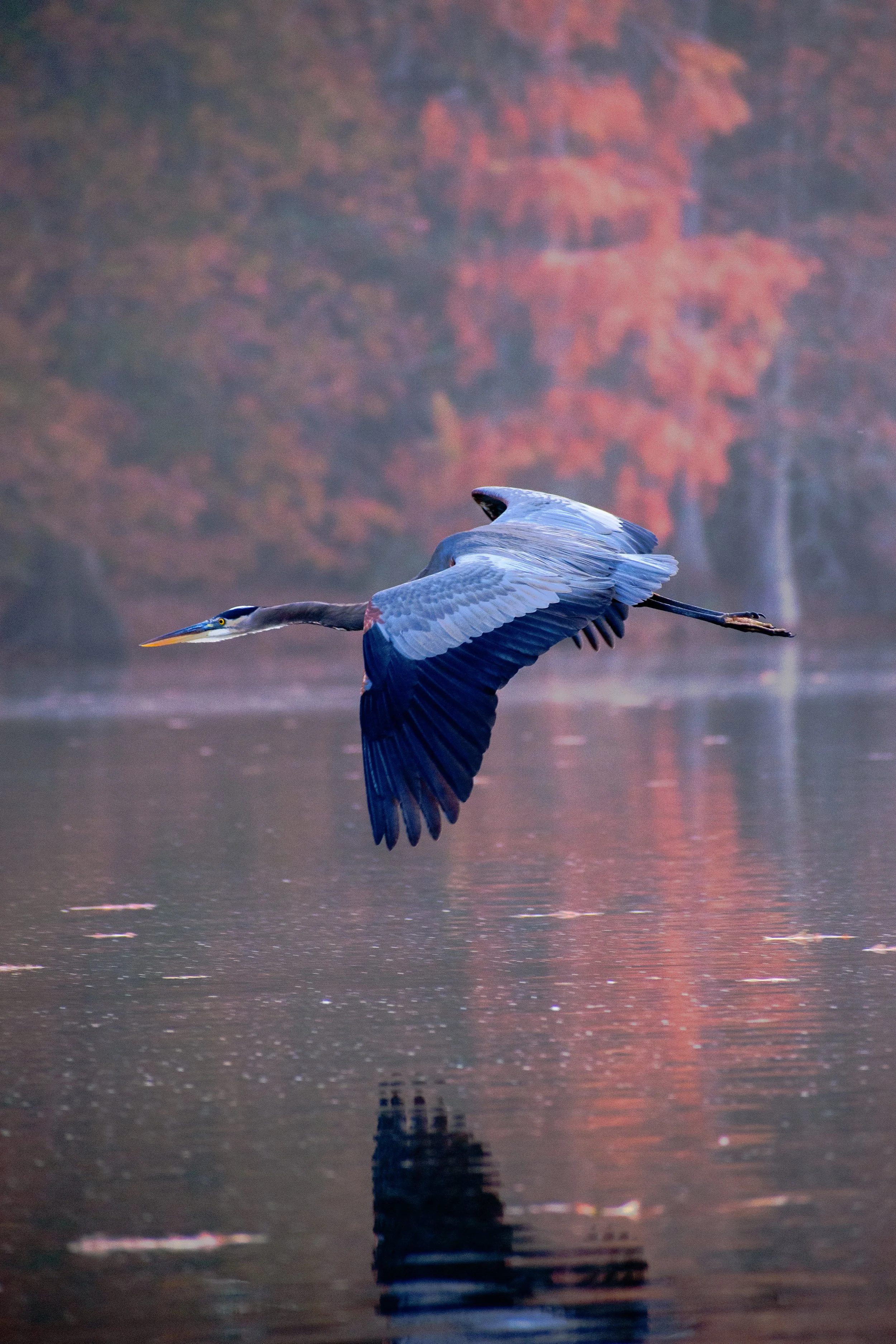 The fiery orange backdrop of the northern most Cypress trees in America behind the Great Blue Heron. Taken in my local favorite, Trap Pond State Park, Delaware!