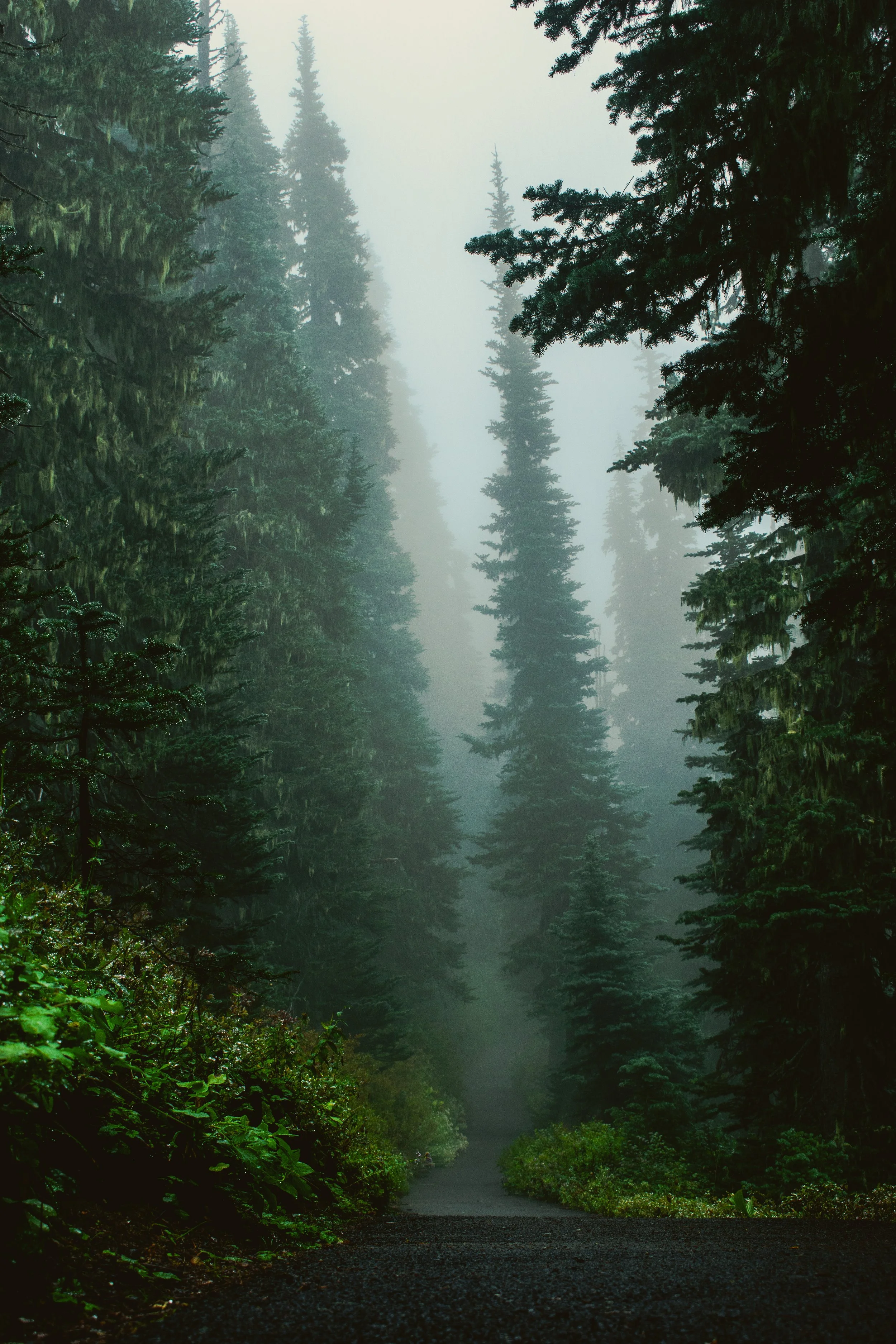 Foggy paths in the PNW forests of Washington.
