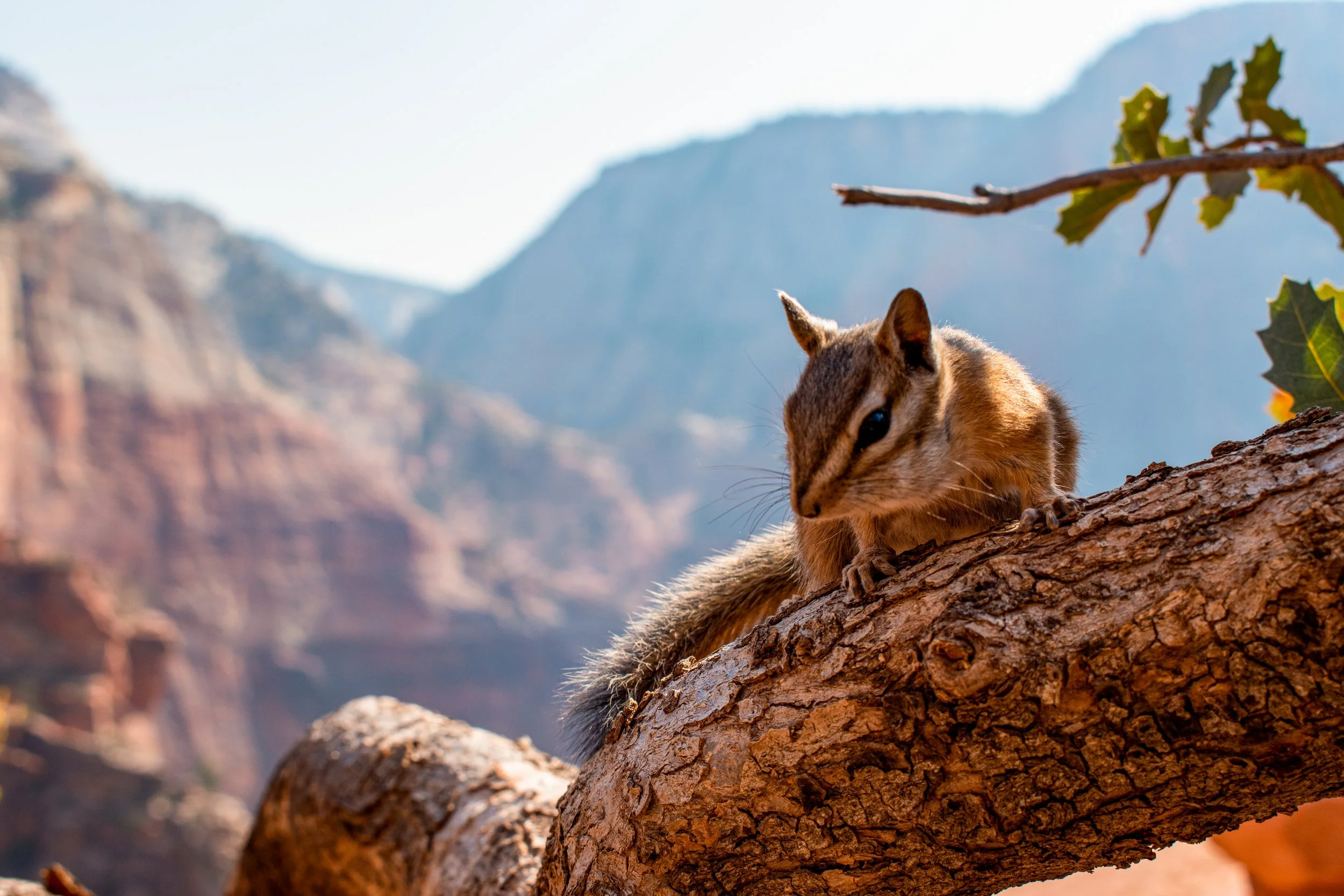 This little guy living his best life at the peak of Angel’s Landing in Zion National Park, Utah. A place that captivates millions of people every year!
