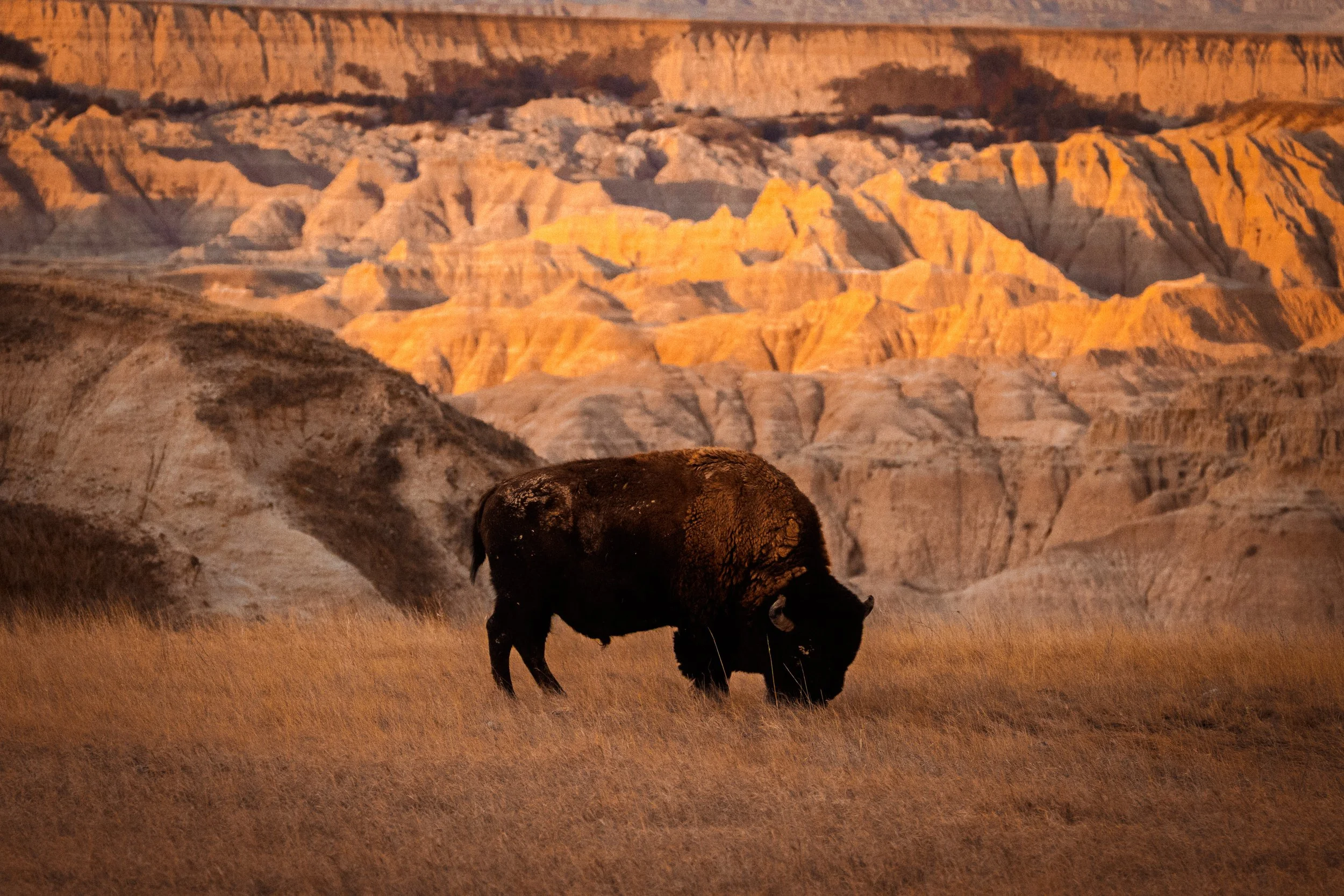 Bison alpenglow in the Badlands National Park rugged terrain.
