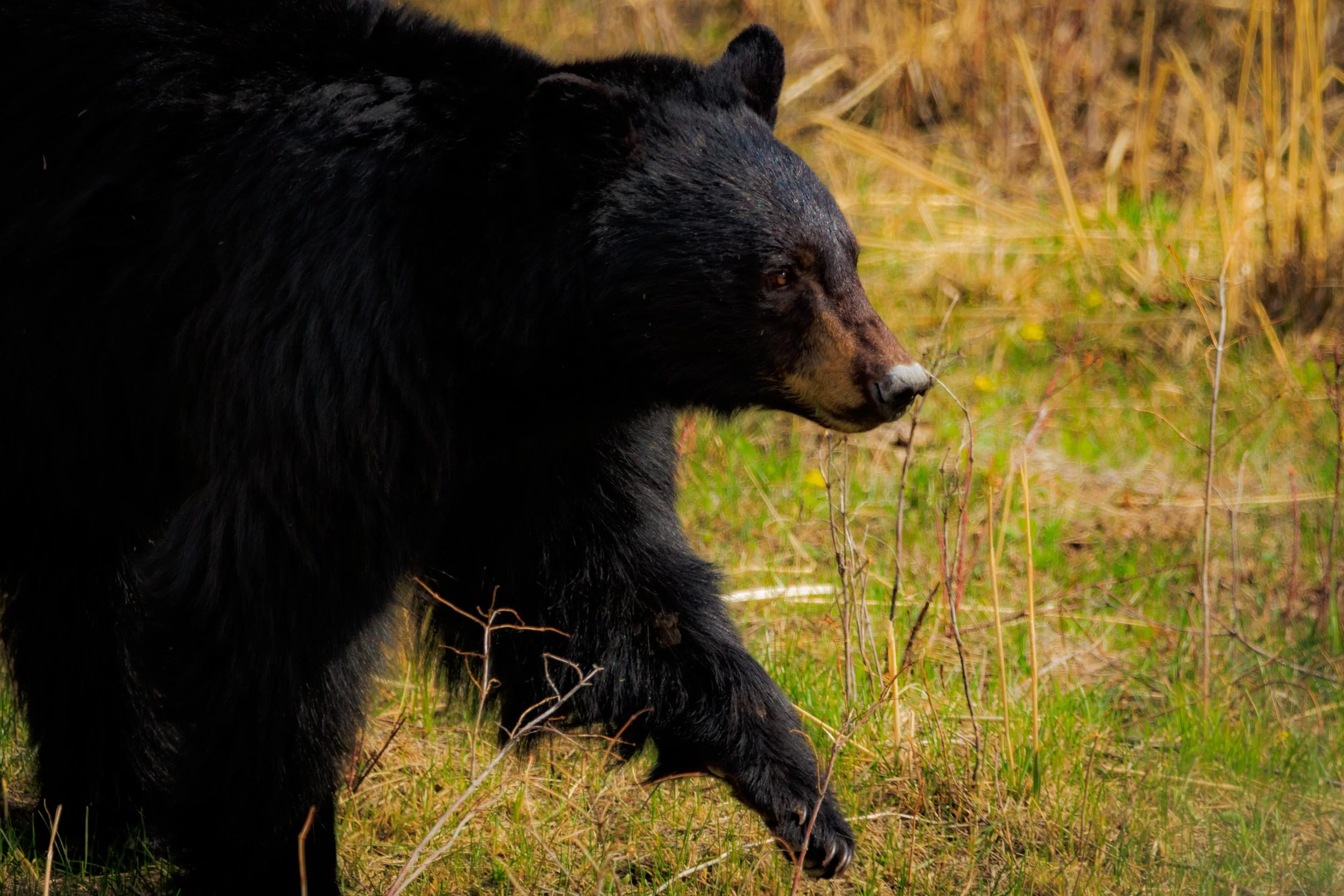 Mid stride, golden evening skies, this black bear was a treat to see.