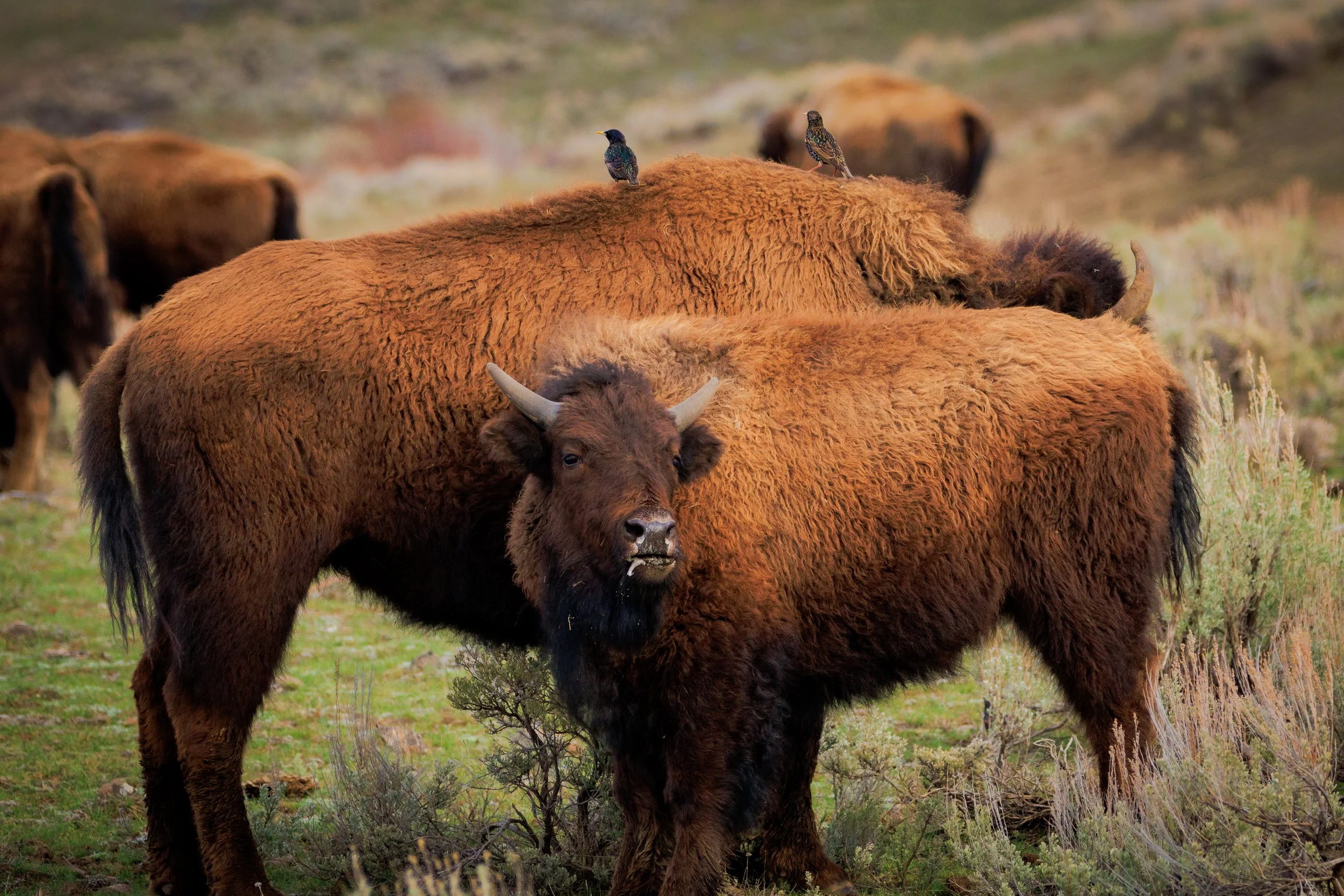 This milk drunk bison calf was full of spunk and personality after being kicked off the teet while the herd was moving along to better pastures!