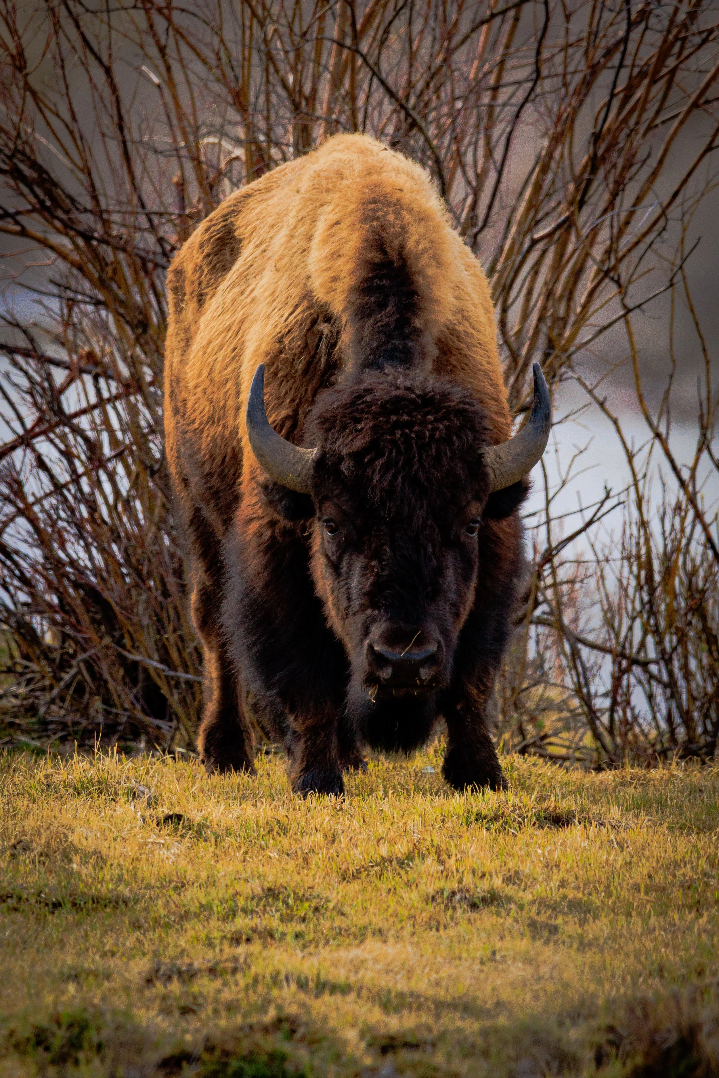 Bison by the riverside with the evening glow in between us. Yellowstone National Park, Wyoming.