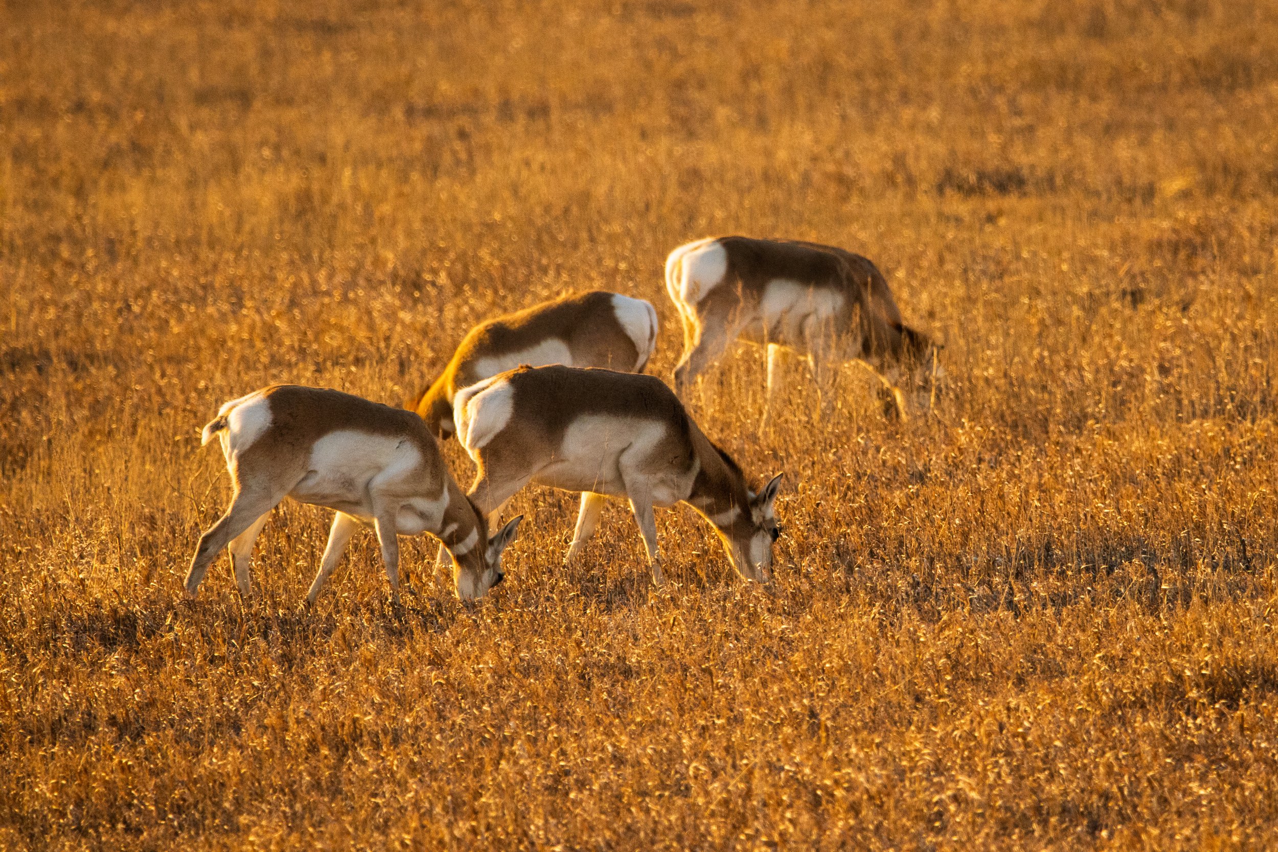 A pronghorn herd grazing in evening light at Badlands National Park, South Dakota.
