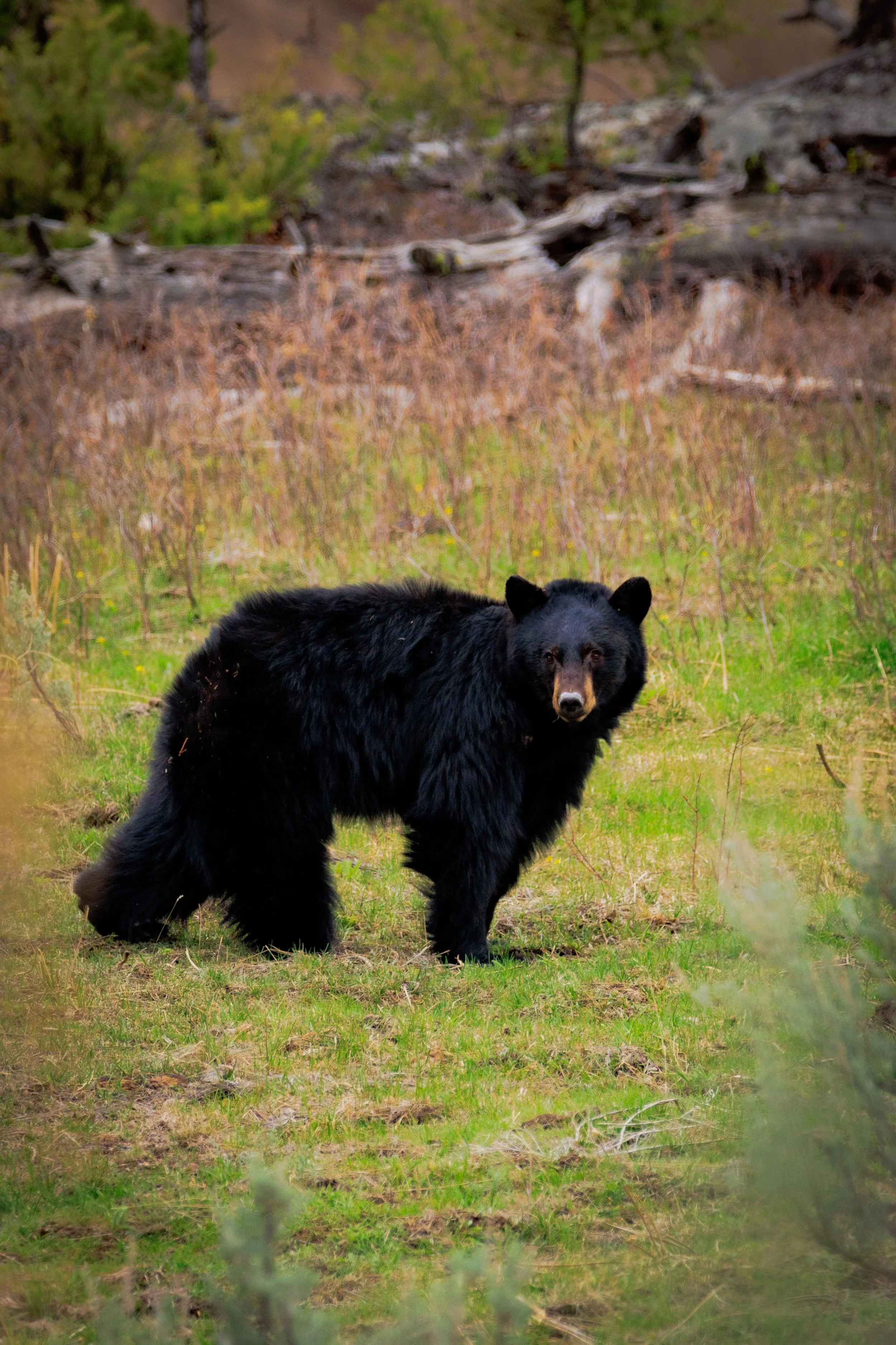 A solitary black bear pauses in a sunlit clearing alert ears and a slow, deliberate sniff mark the quiet confidence of an animal perfectly adapted to its forest home. A glimpse of wildness that’s both humble and powerful, inviting respect for the rhy