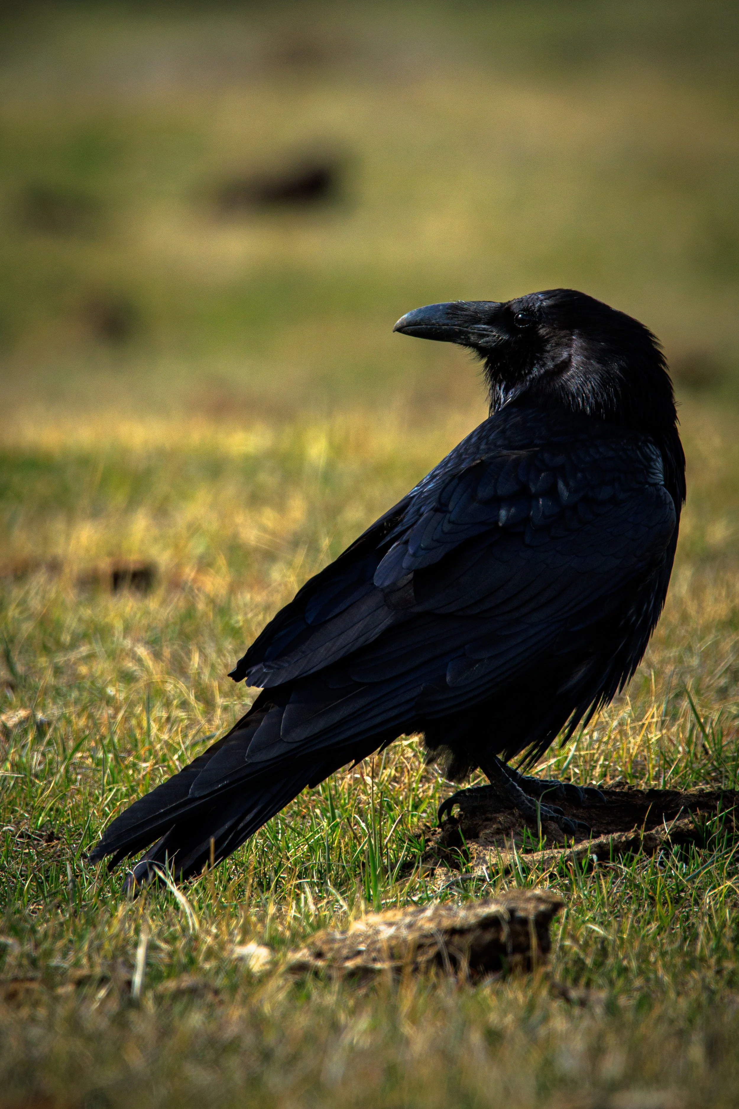 A raven on his watch on the plains. Beautiful and intelligent birds who have found ways to survive in the most brutal conditions.