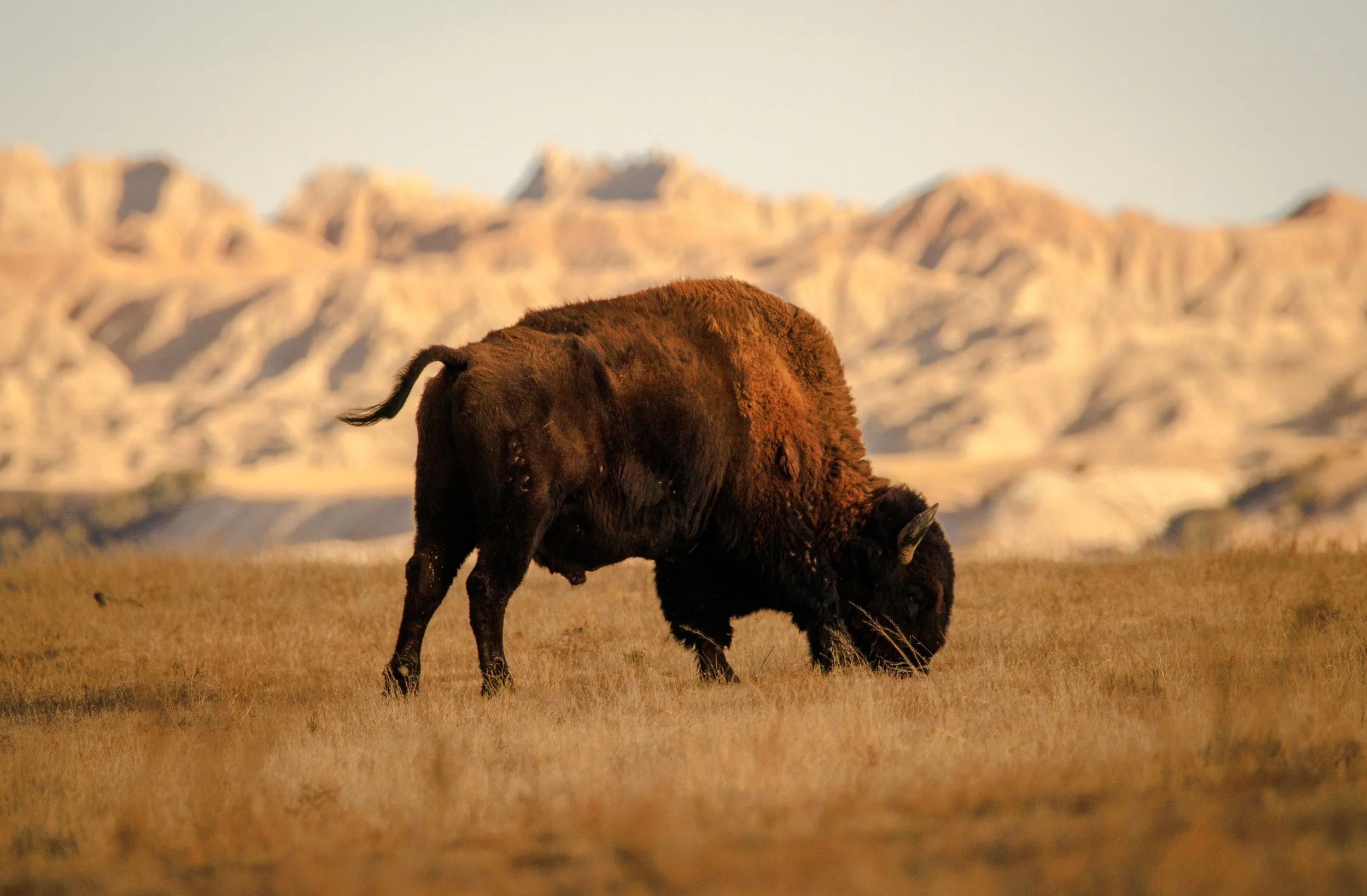 This shot was taken in Badlands National Park, South Dakota with the rugged landscape, backdropping behind this bison grazing in the late evening.