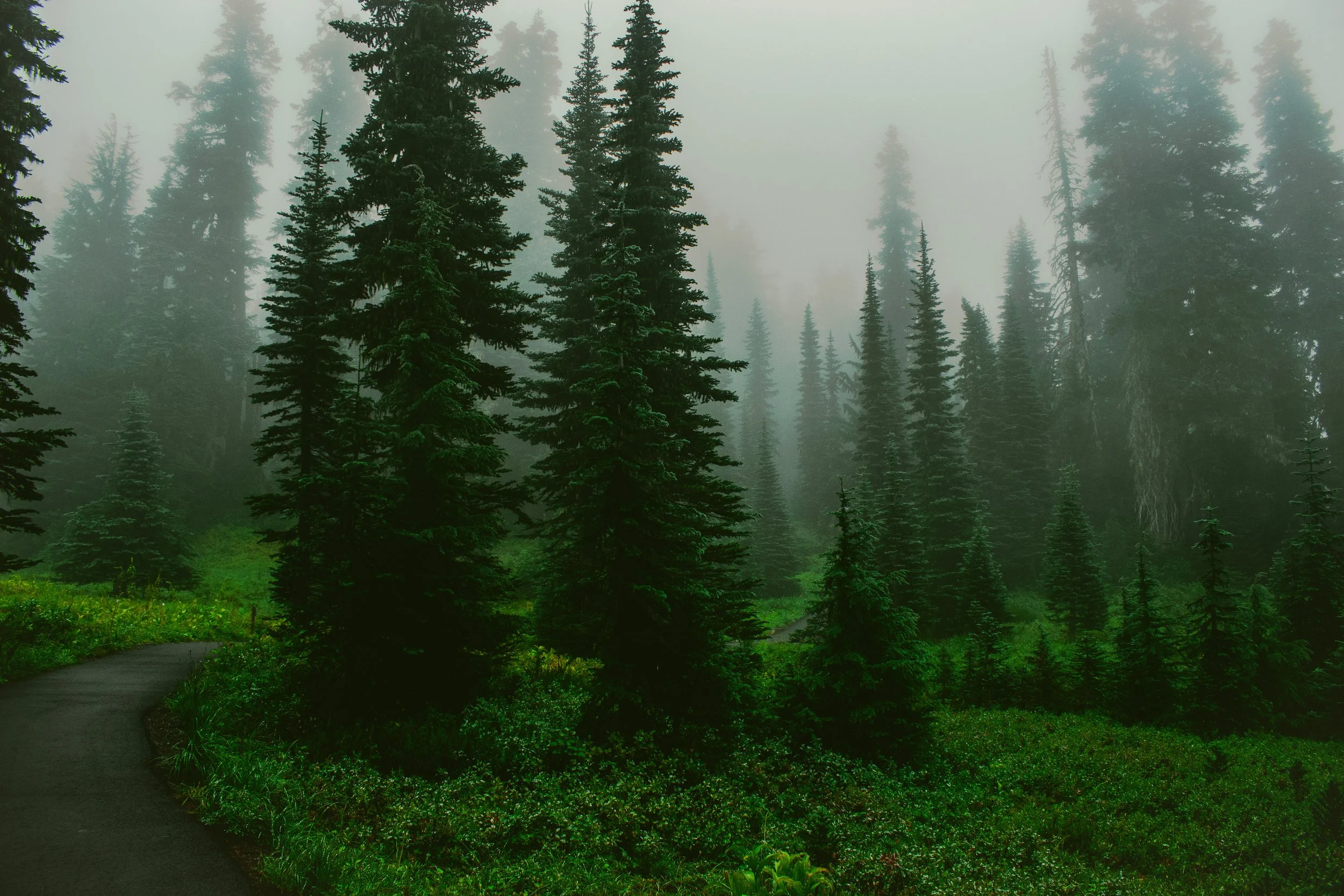 This shot was taken on a leisurely PNW backwoods walk, the fog amongst the evergreens brings inner peace.