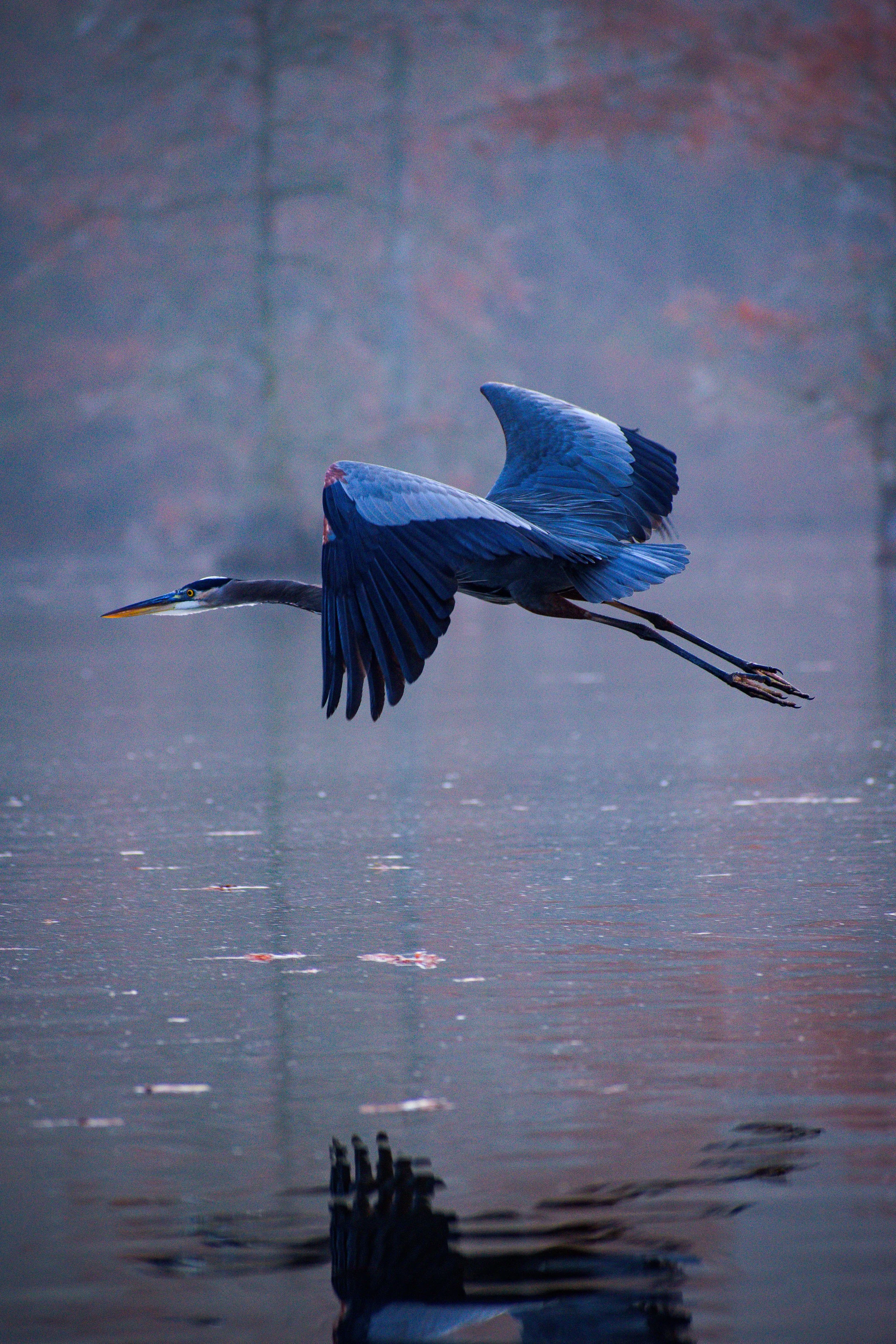 The great blue heron powerfully gliding to the next honey hole. Stark contrast from the fall cypress orange of the Delaware backwaters.