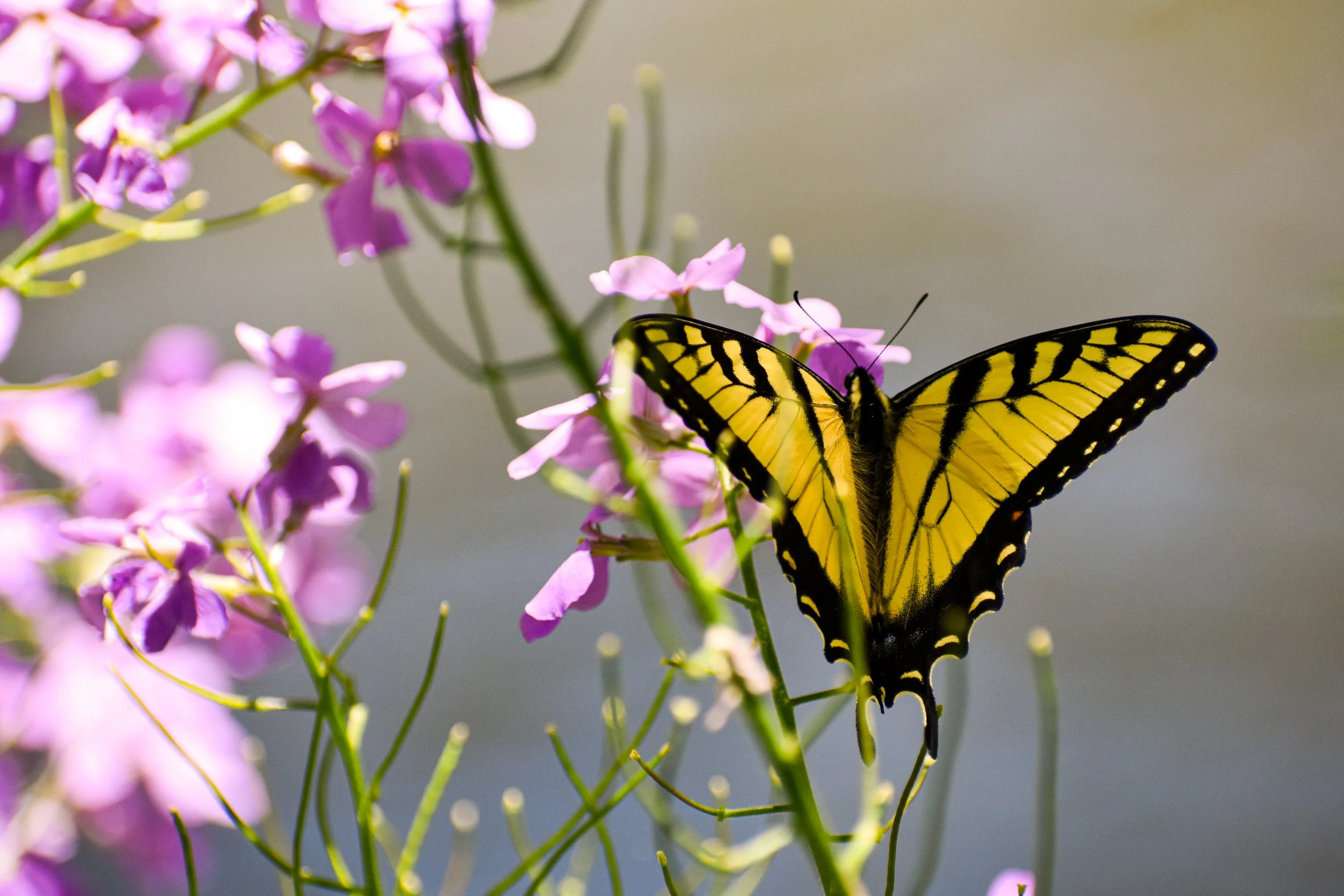 Tigerswallow tail with unblemished, perfect colors graced with spring purple flowers.