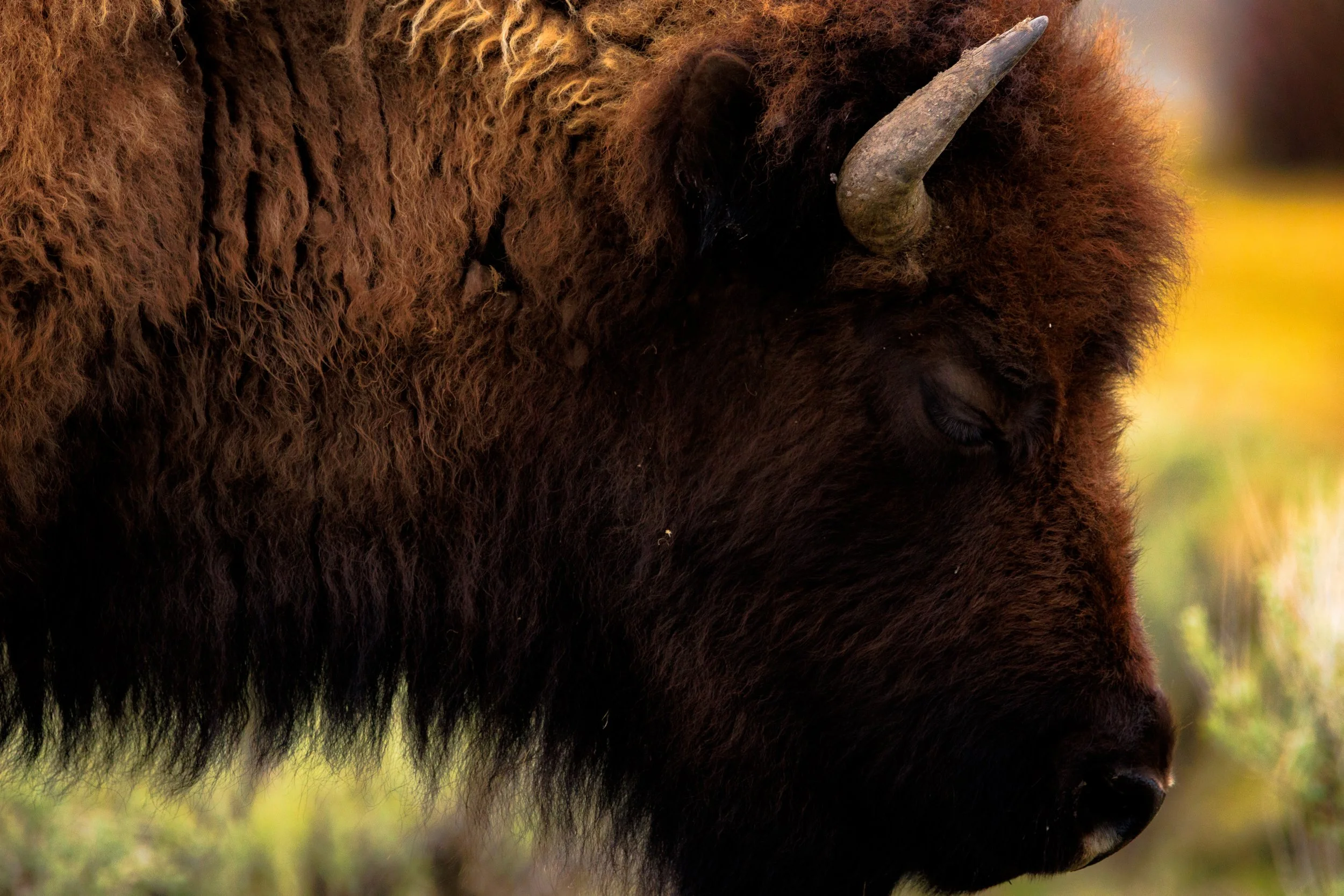 A blast of evening light and color early spring in Yellowstone gracing the background of this sleepy bull.