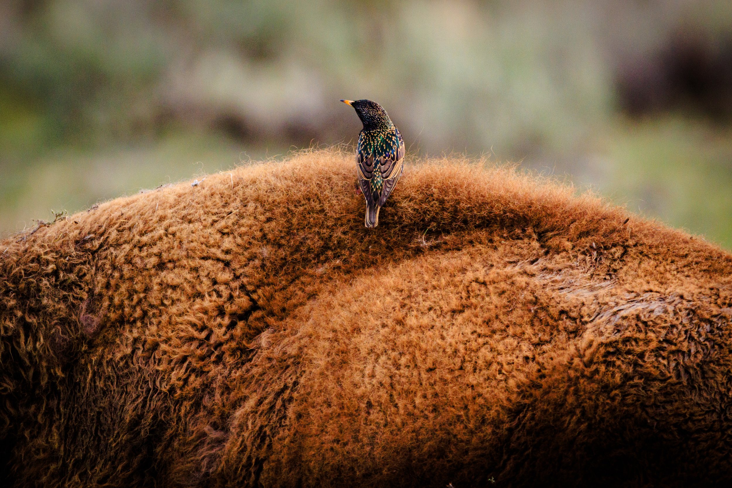 Comfortable perch, a flock of birds couldn’t resist the opportunity to ride bison to the next feeding ground. Check out those colors!