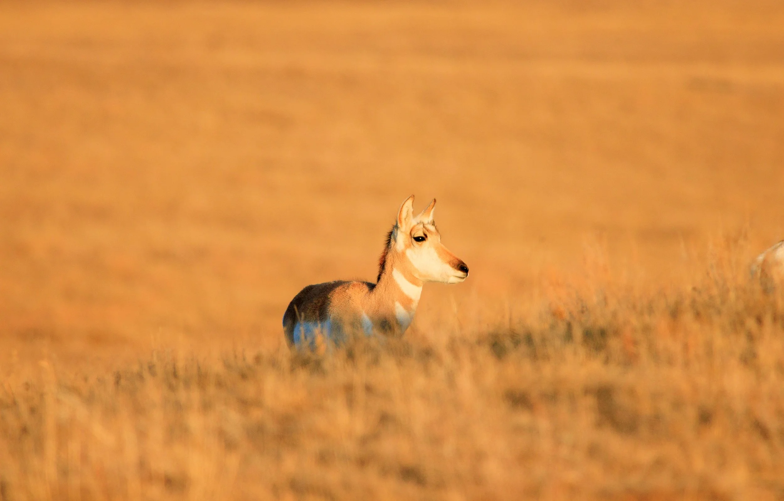 A fleeting sun giving this female pronghorn a glow up of color.