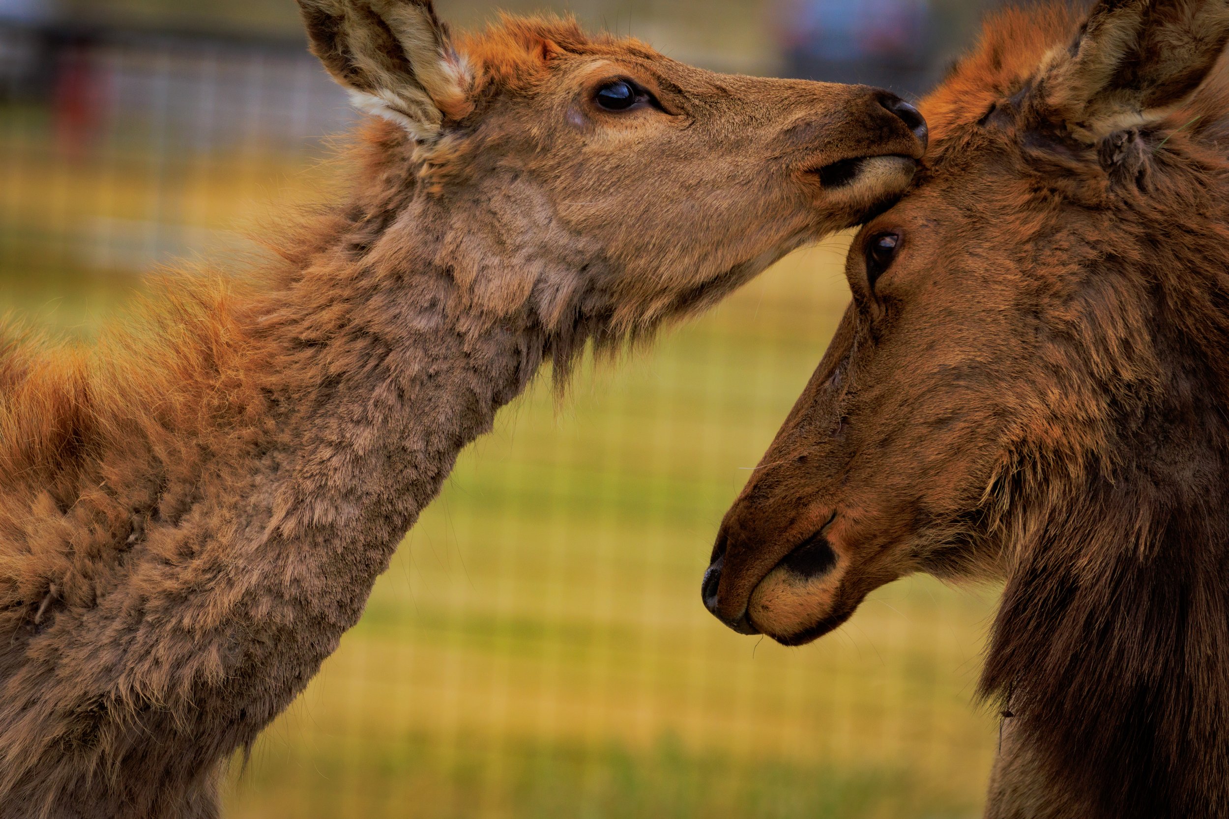 All love between this elk calf and cow!